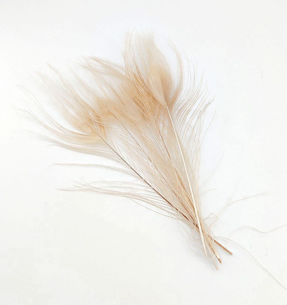 plume de paon ivoire pour décoration