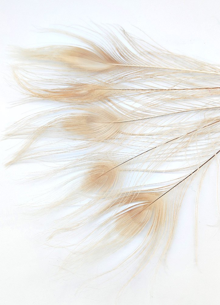 plume de paon ivoire