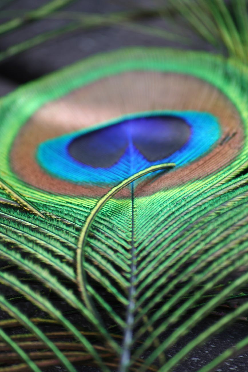 Plume De Paon Vert Et Brun