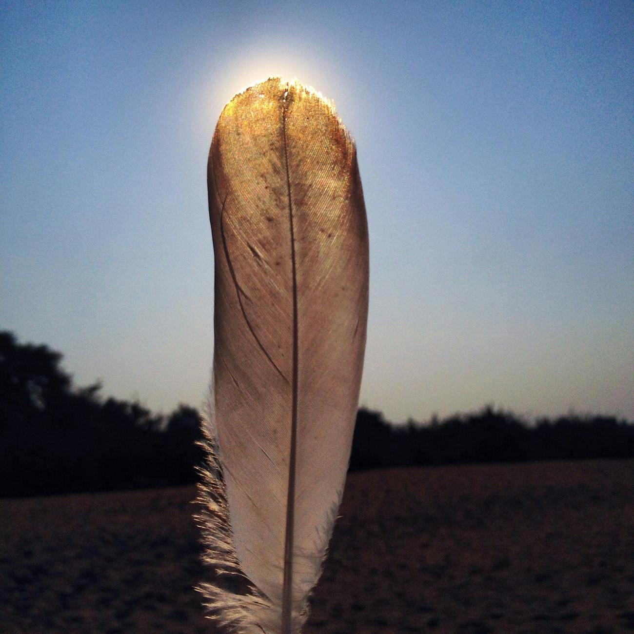 plume oie et soleil