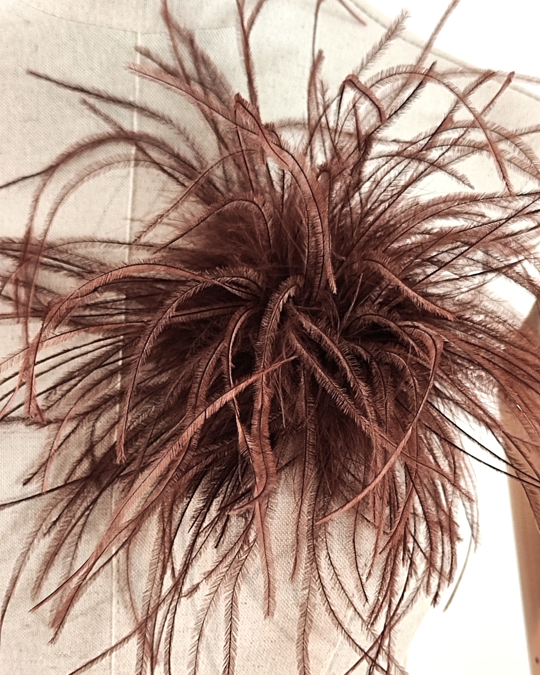 broche plume dautruche marron