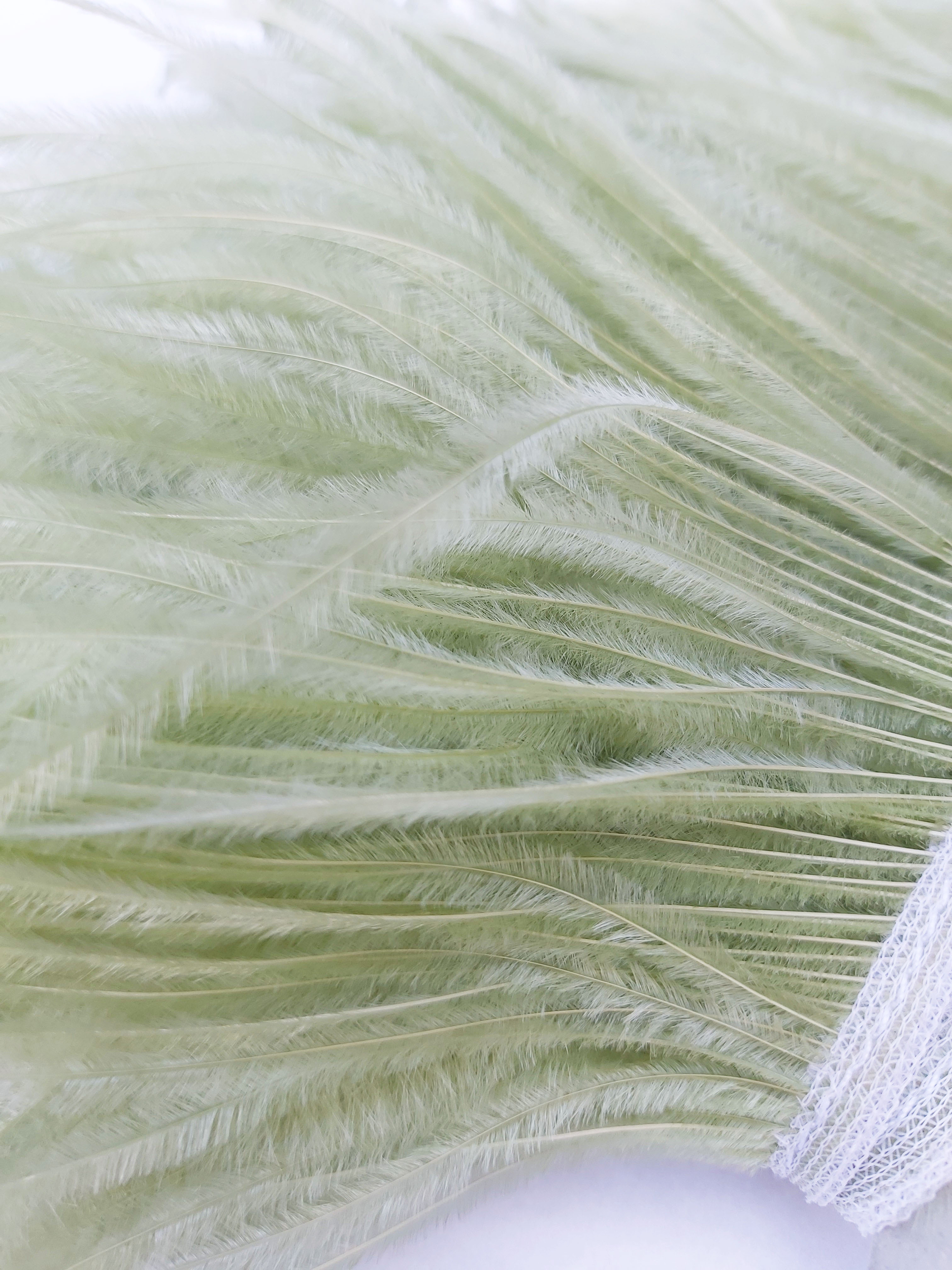 galon autruche vert tilleul plume de qualite