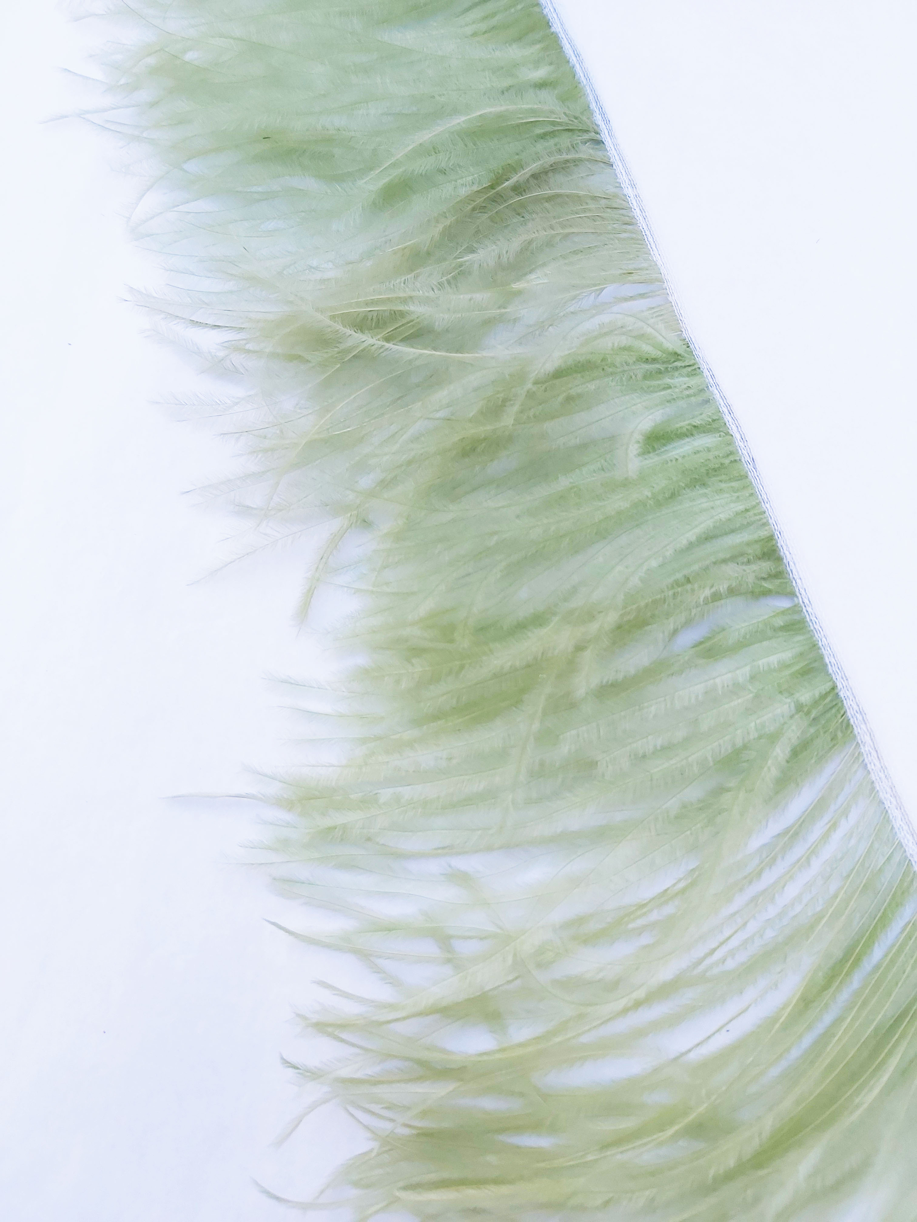 frange autruche vert tilleul plume