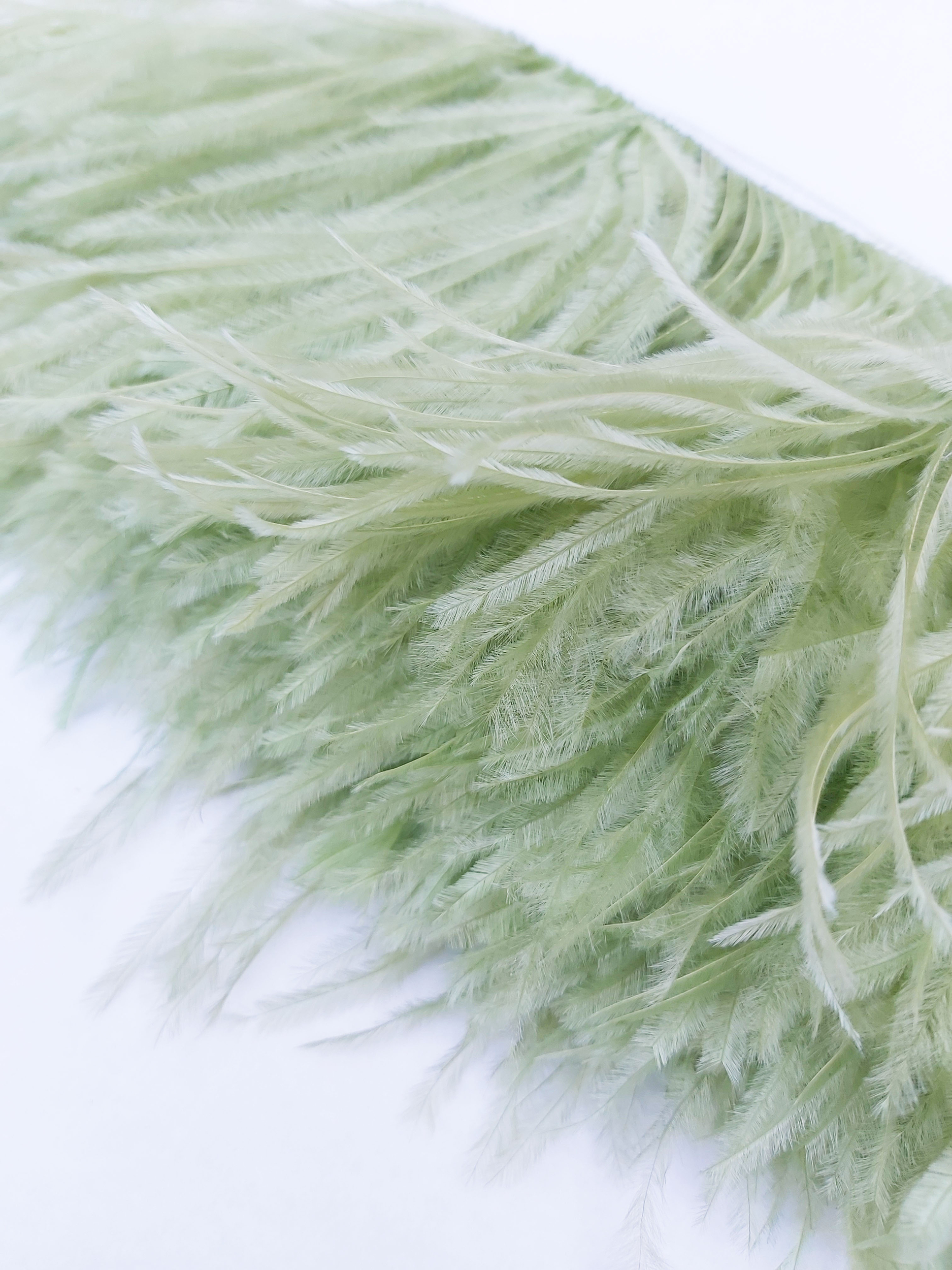 frange autruche tilleul plume