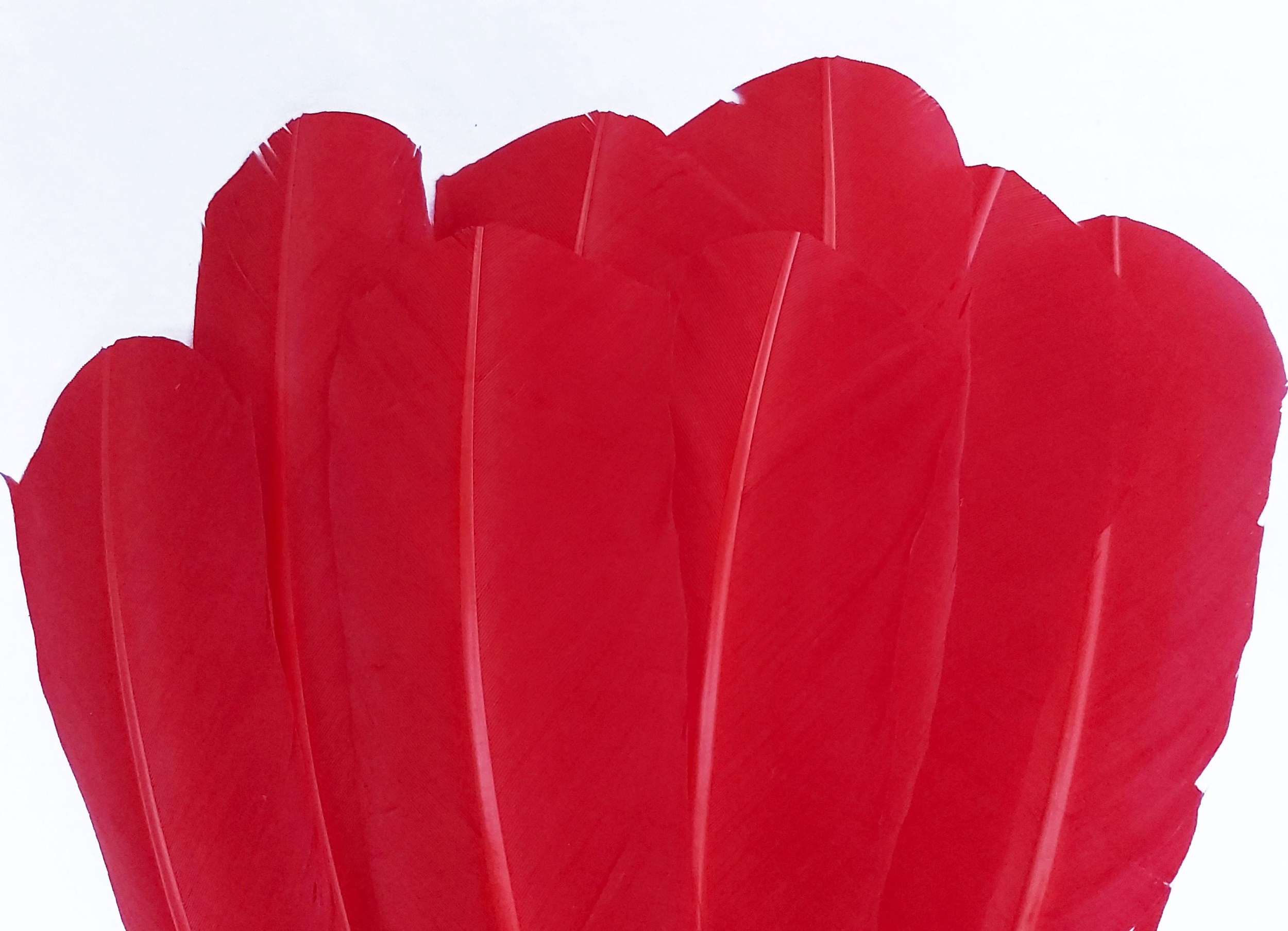 plume palette de dinde grande rouge