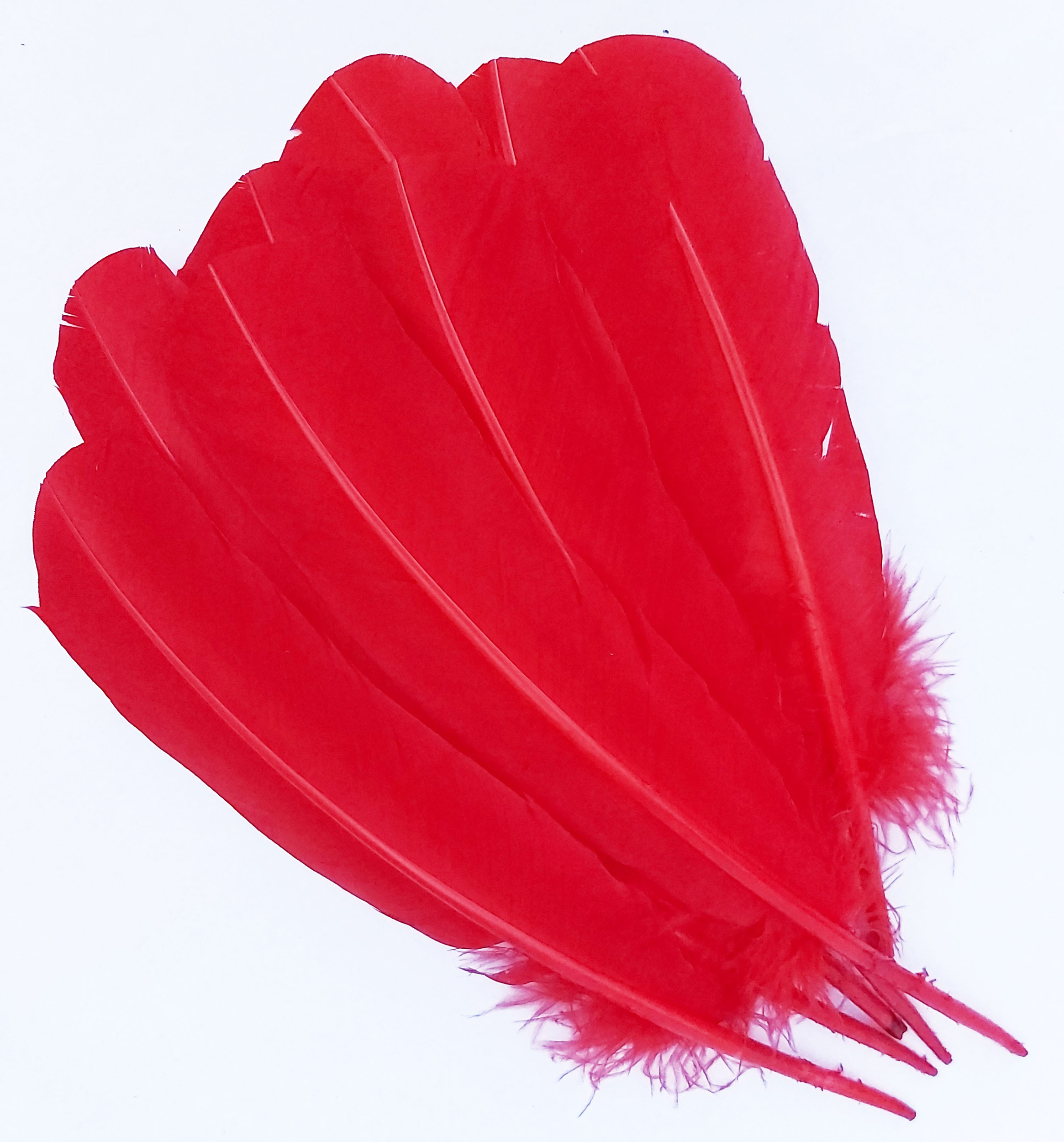 plume palette dinde grande rigide rouge