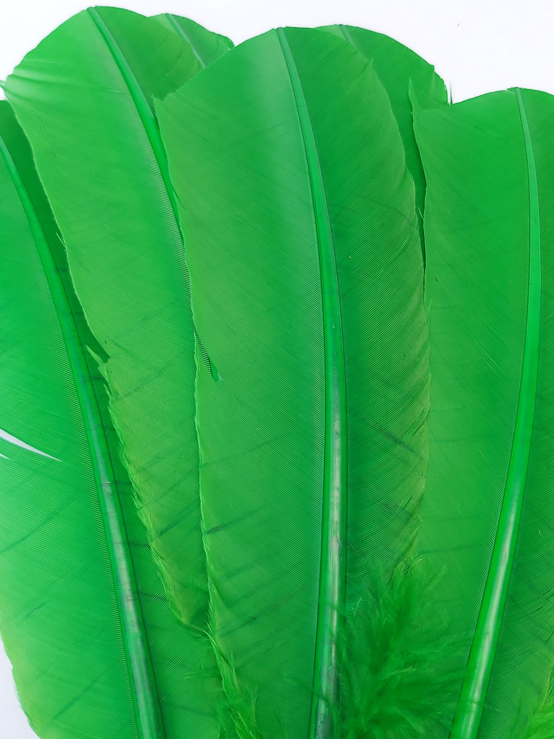 plume palette de dinde grande rigide vert