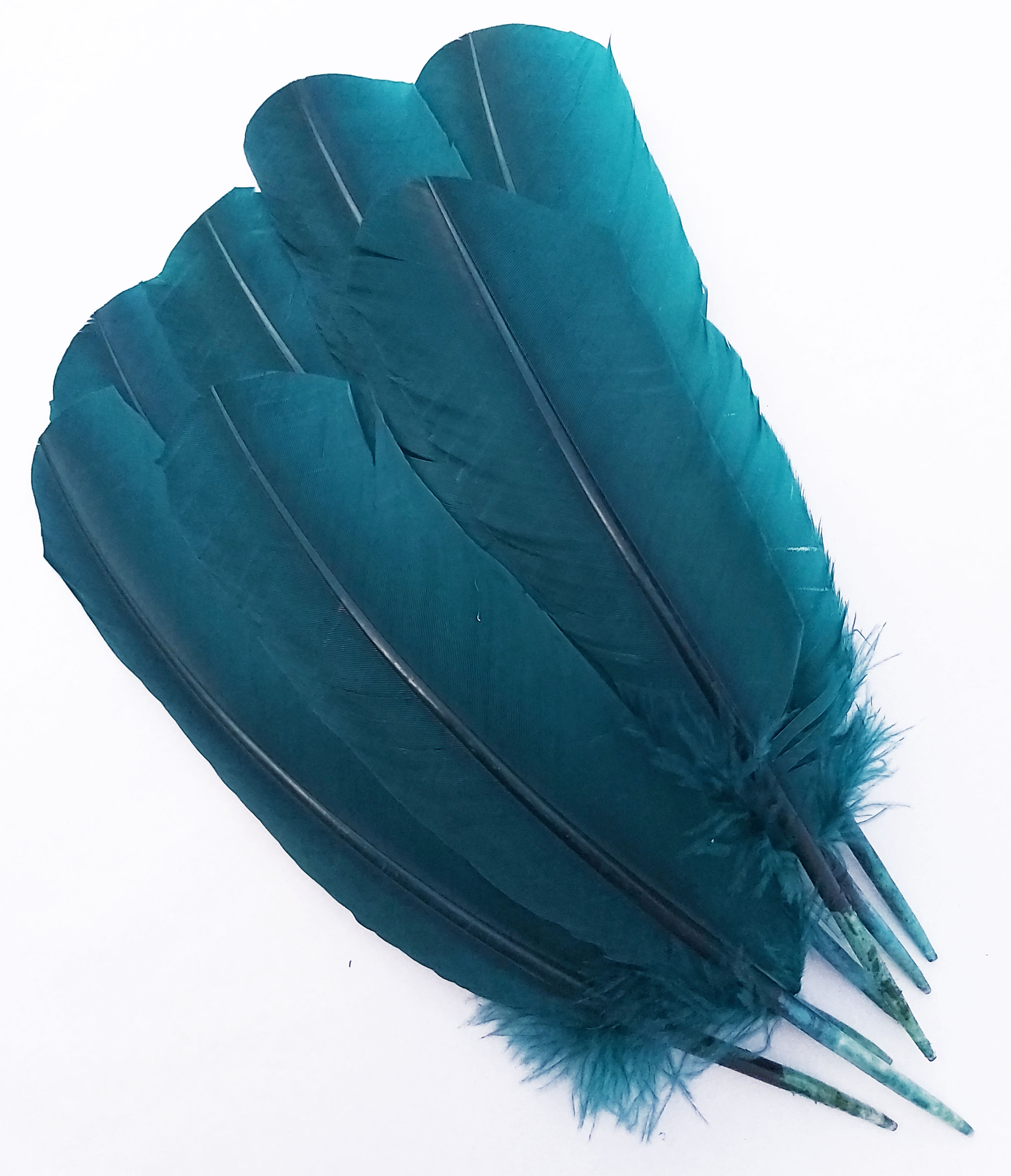 plume palette dinde grande rigide bleu petrole