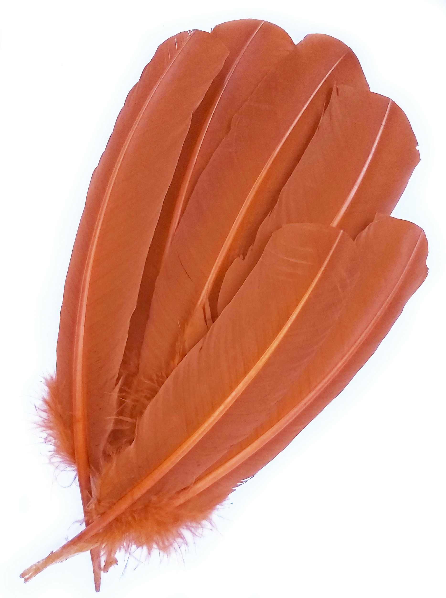 plume palette dinde grande rigide orange cuivre