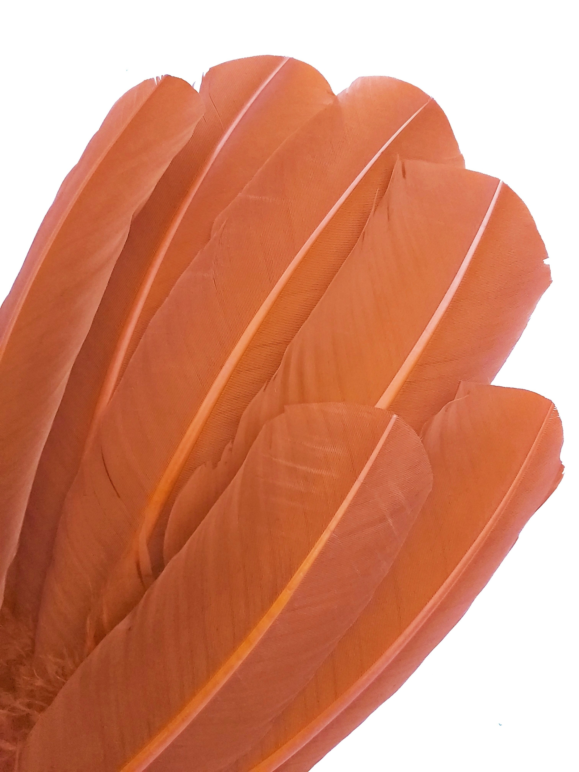 plume palette de dinde grande rigide orange cuivre