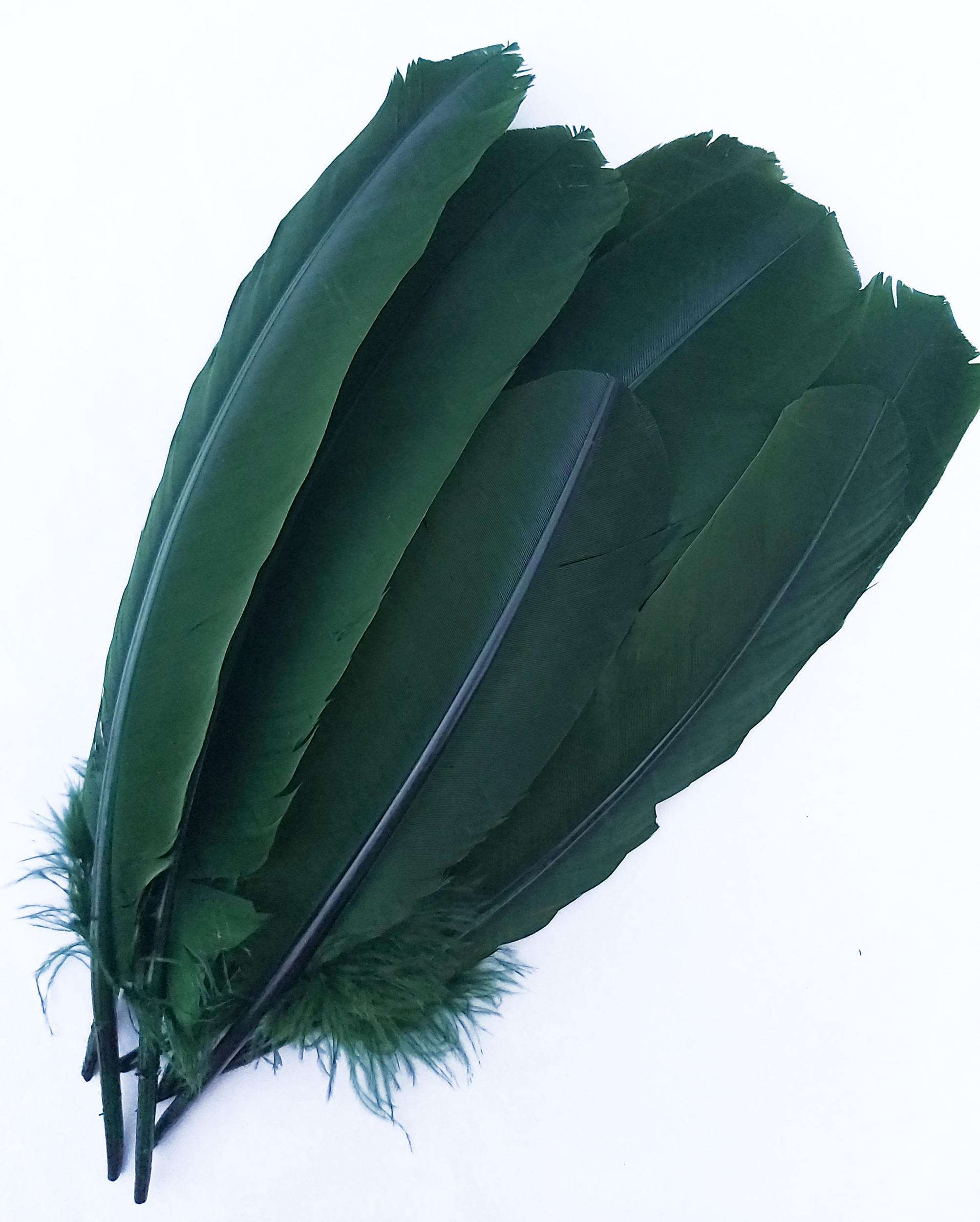plume palette dinde grande rigide vert fonce