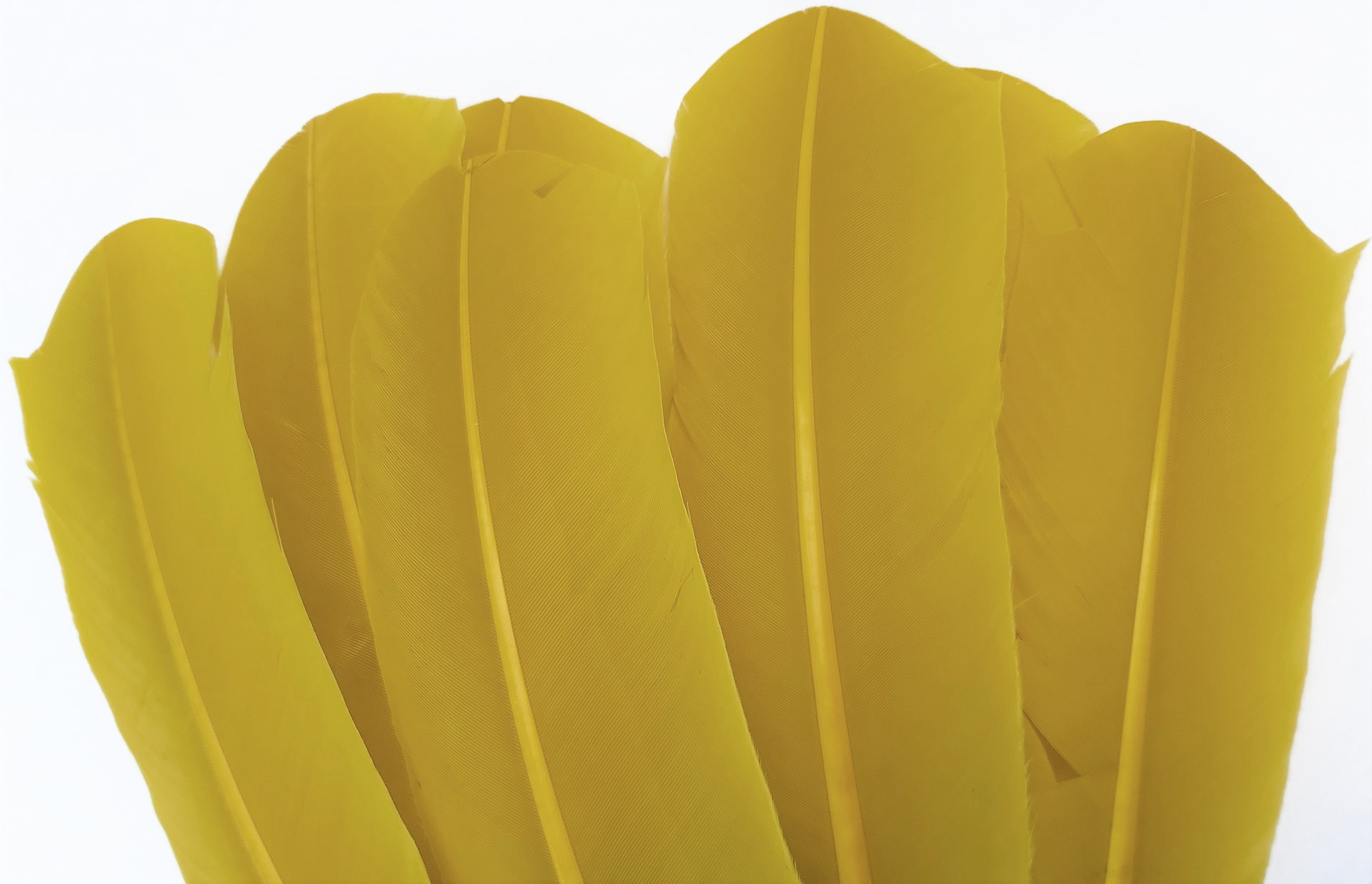 plume palette dinde grande rigide jaune moutarde
