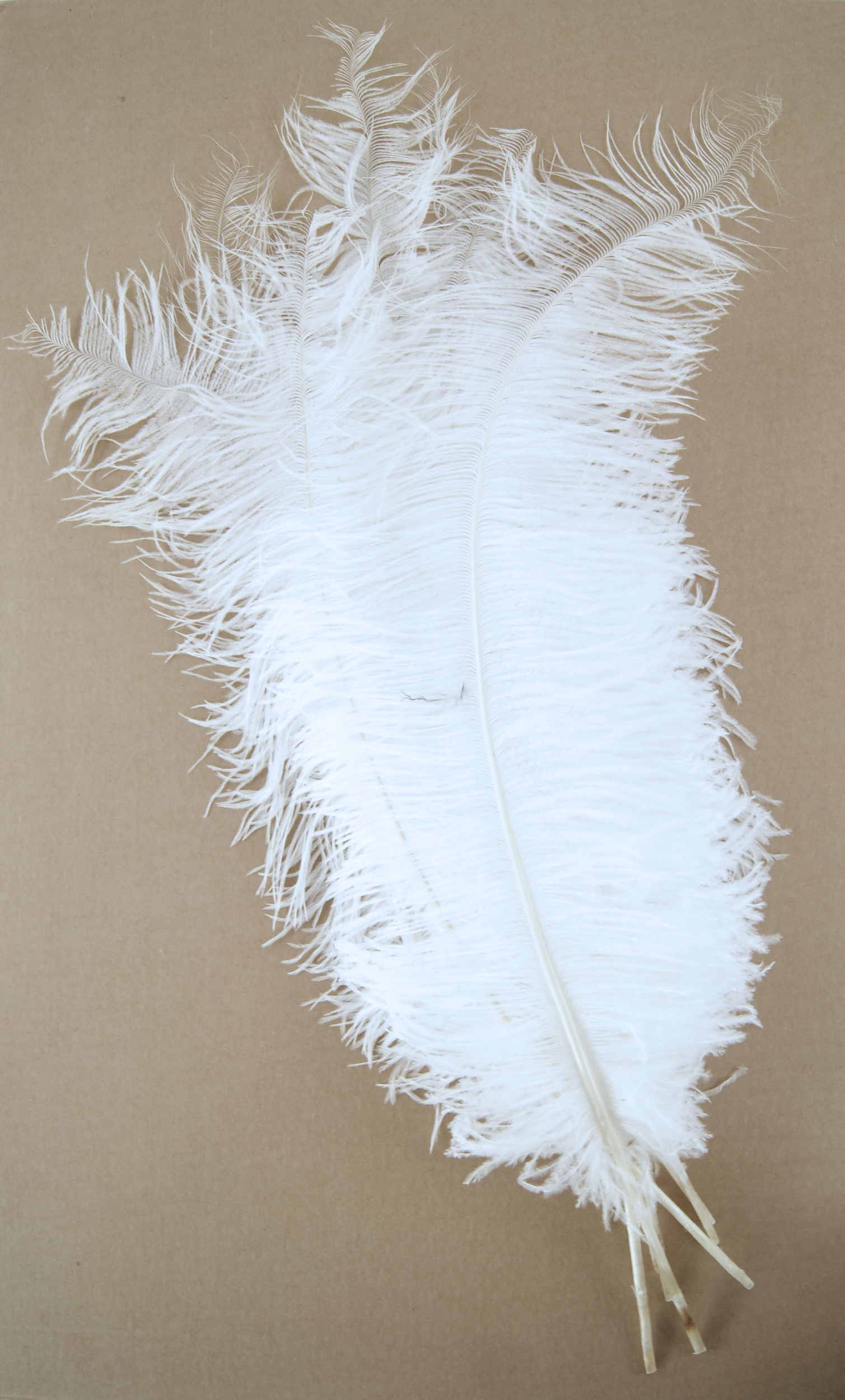 plume autruche spadone grande blanc