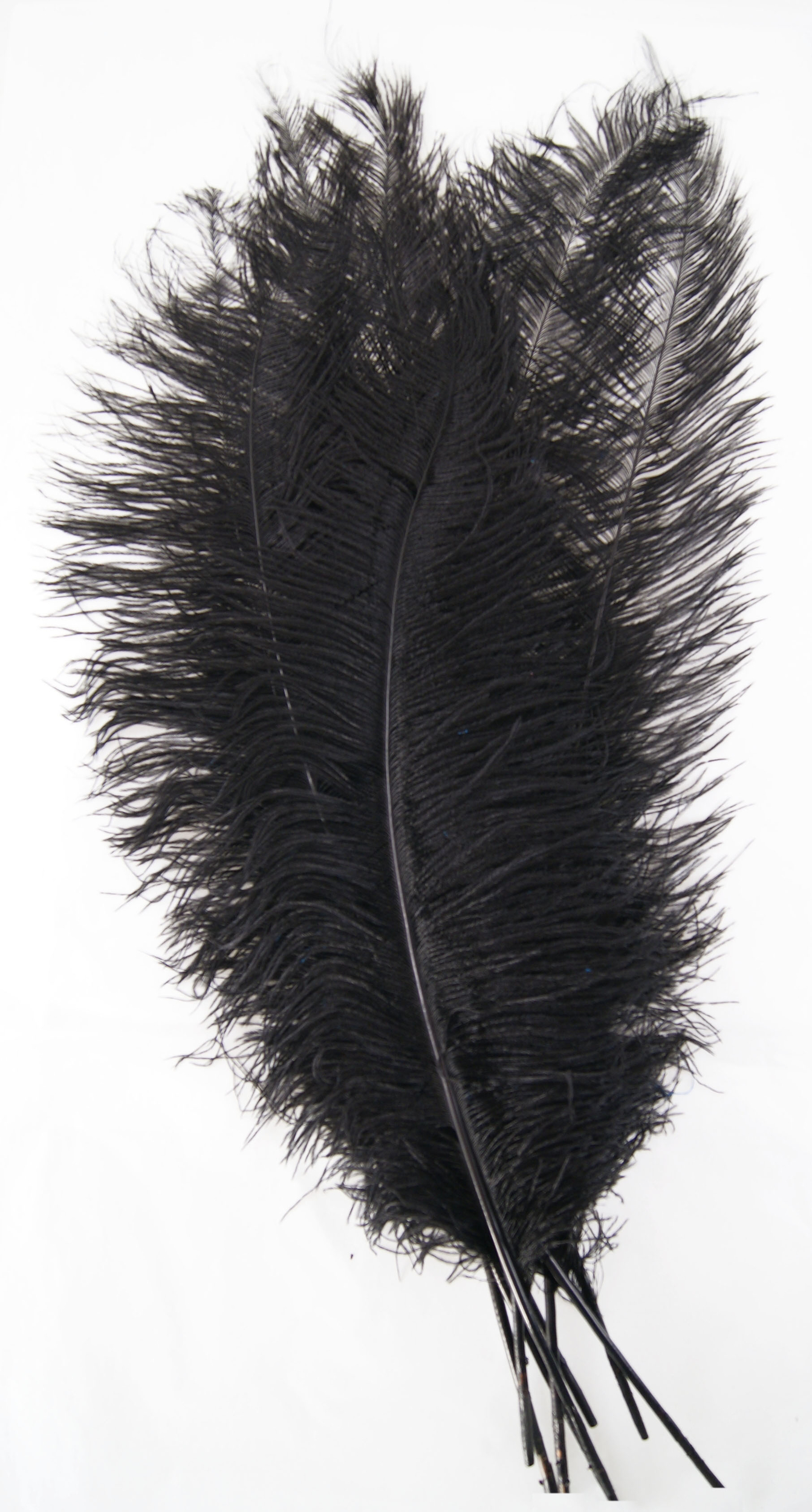 plume autruche spadone grande rigide noir