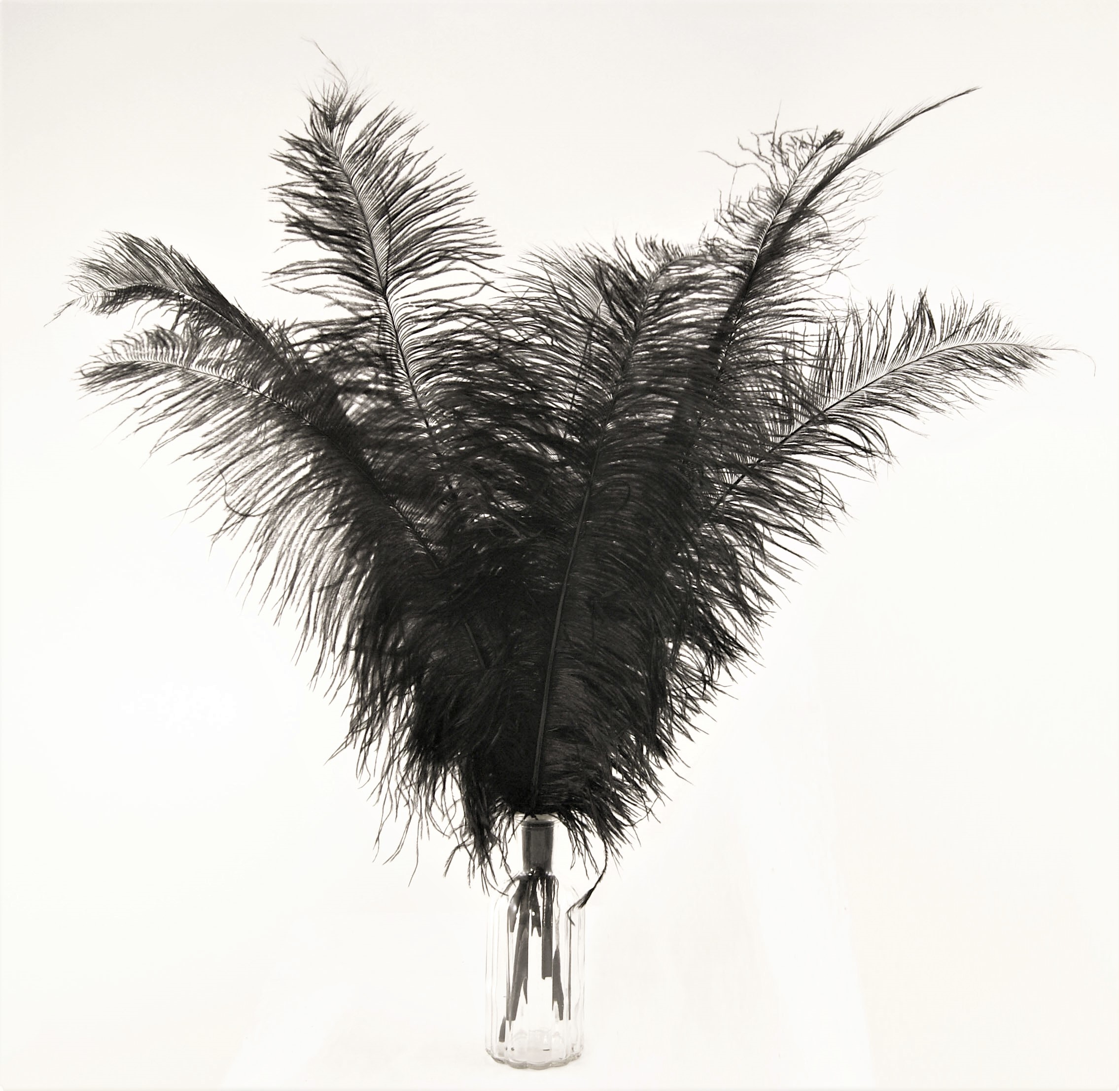 plume autruche spadone grande noir