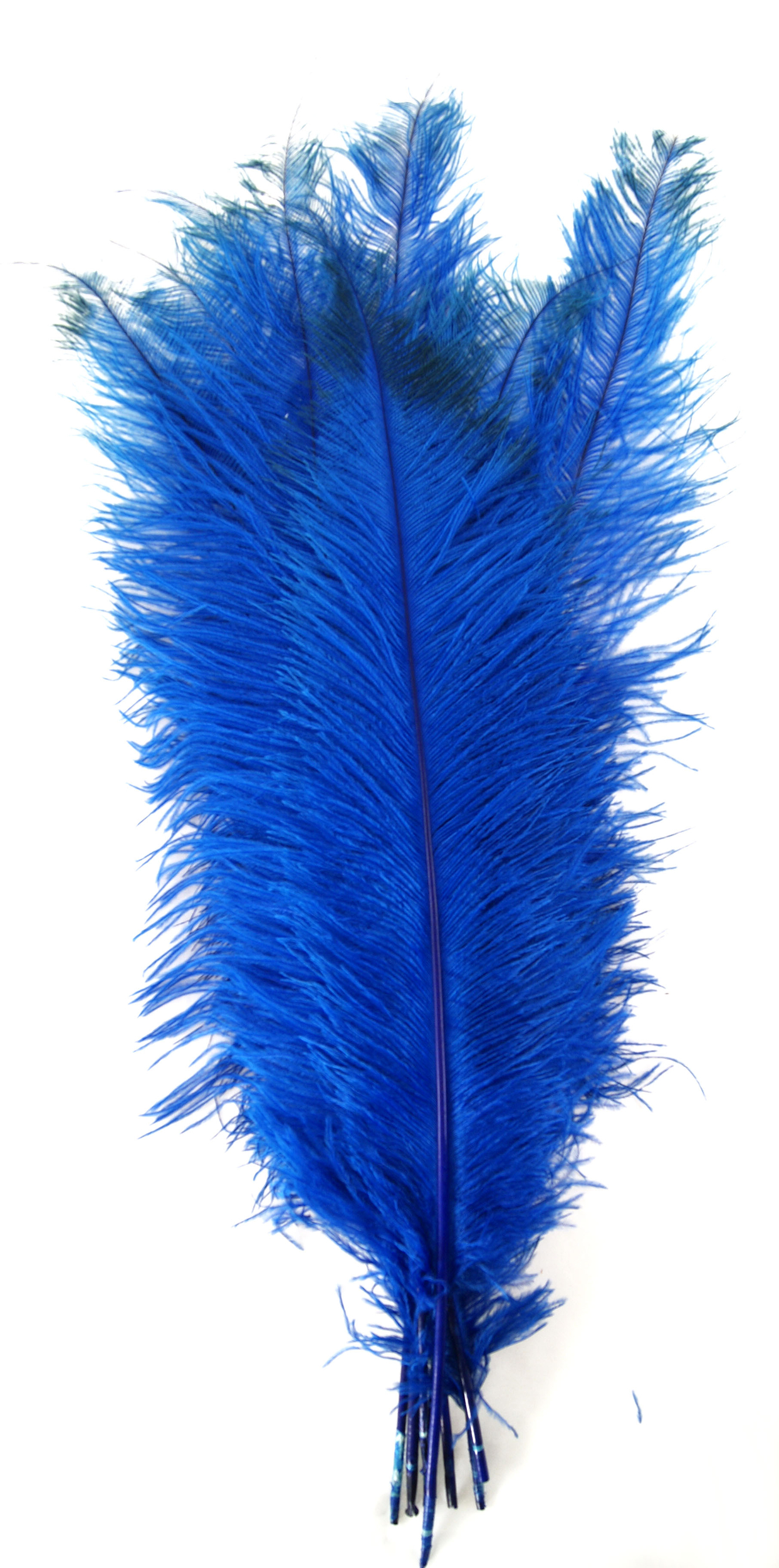 plume autruche spadone grande rigide bleu royal