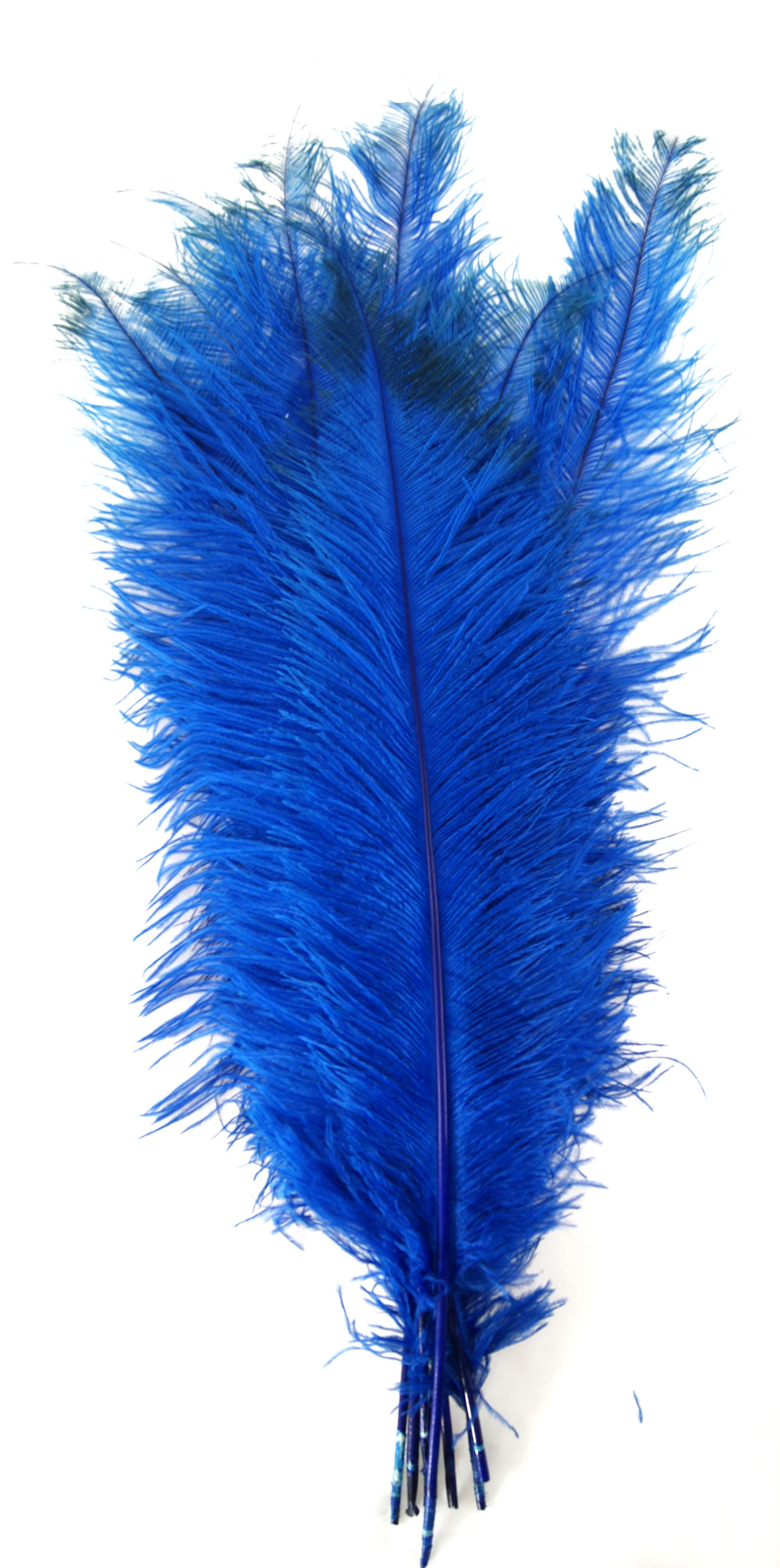 Plume autruche - 50/60 cm - 3 pcs - bleu royal