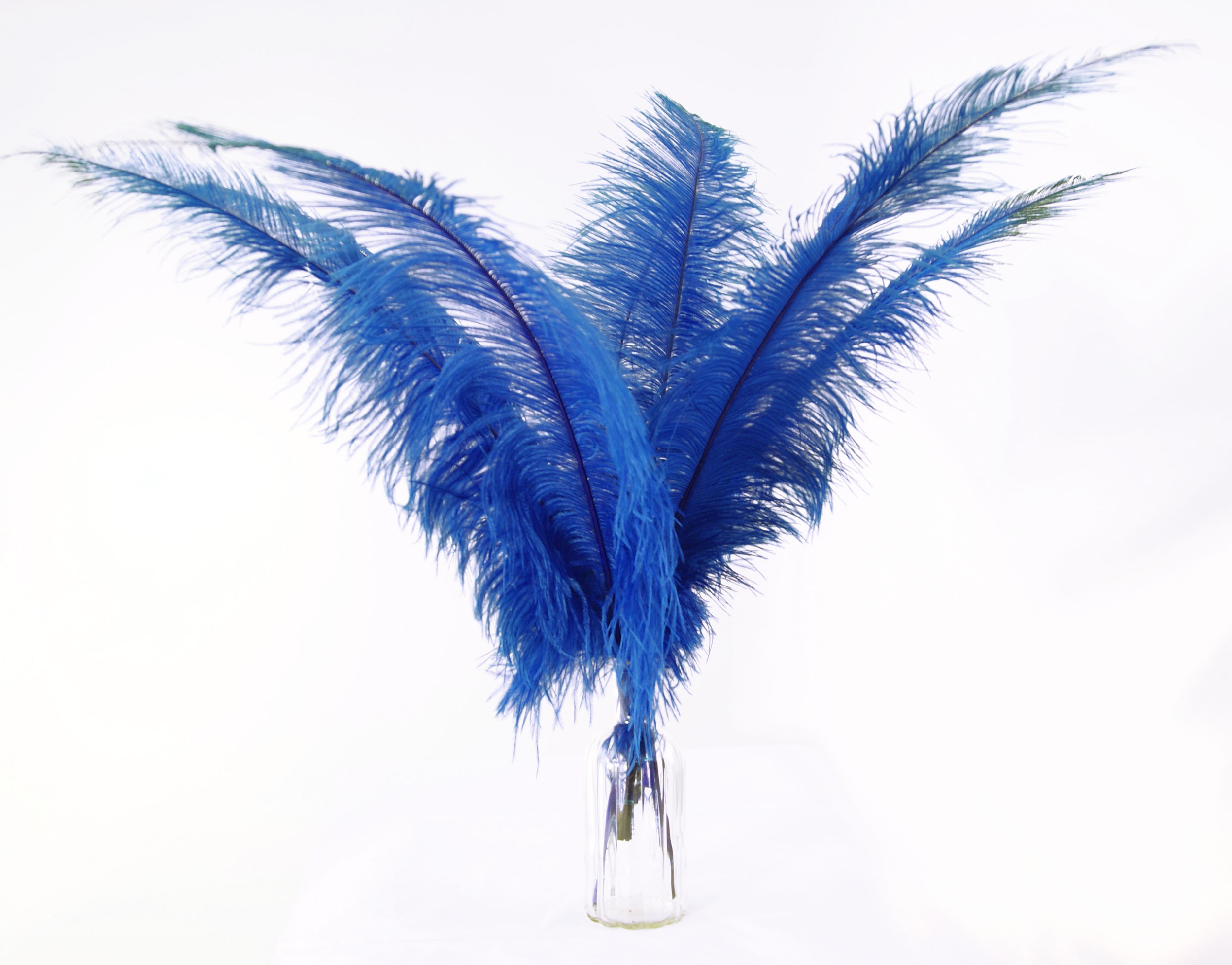 plume autruche spadone grande bleu royal