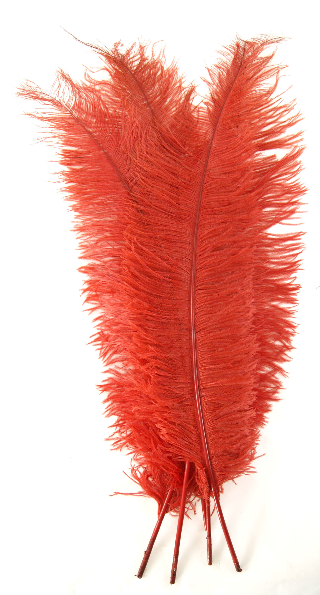 plume autruche spadone grande rouge
