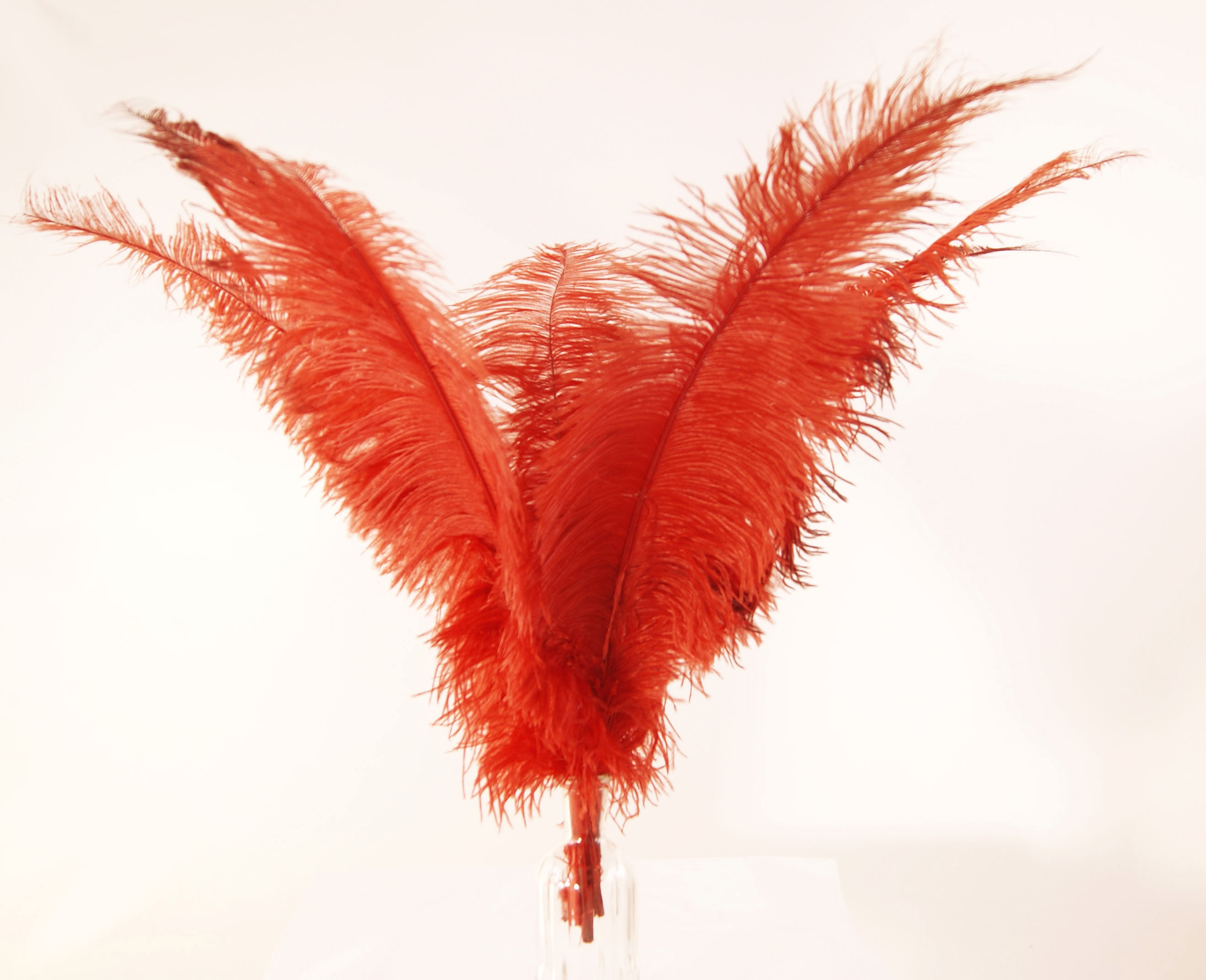 plume autruche spadone rigide grande rouge