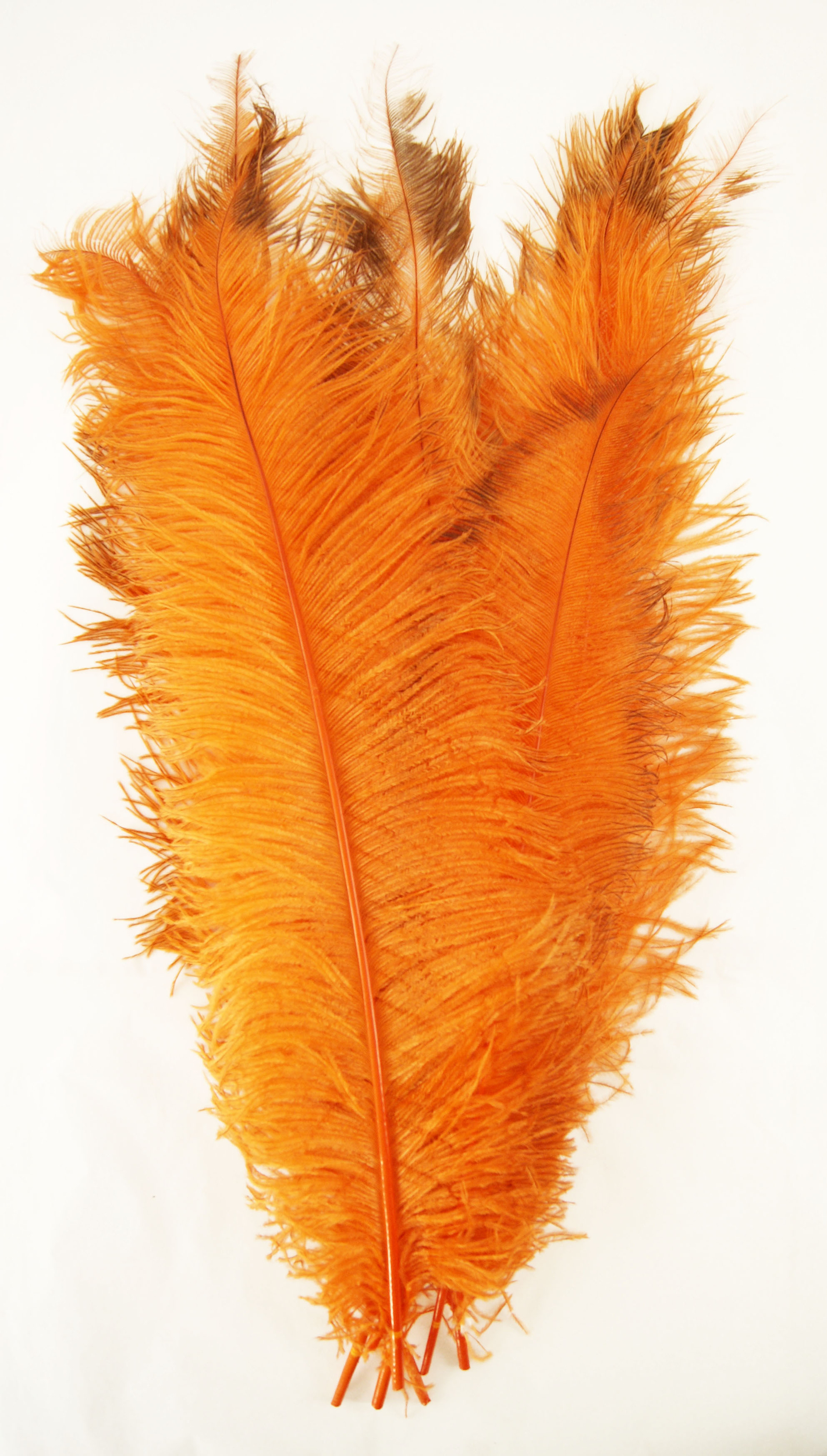plume autruche spadone grande orange fluo