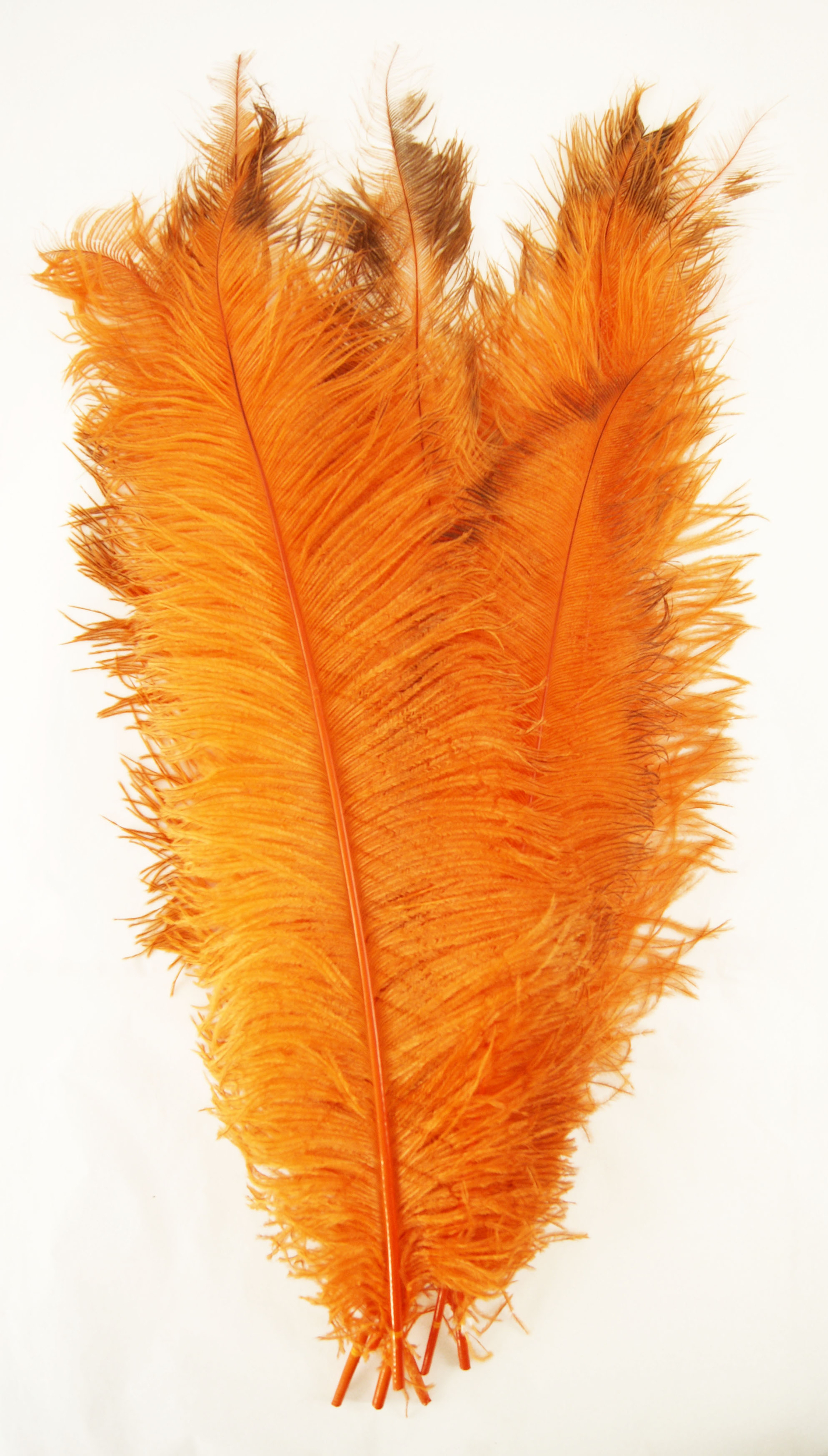 Plume autruche - 50/60 cm - 3 pcs - orange vif
