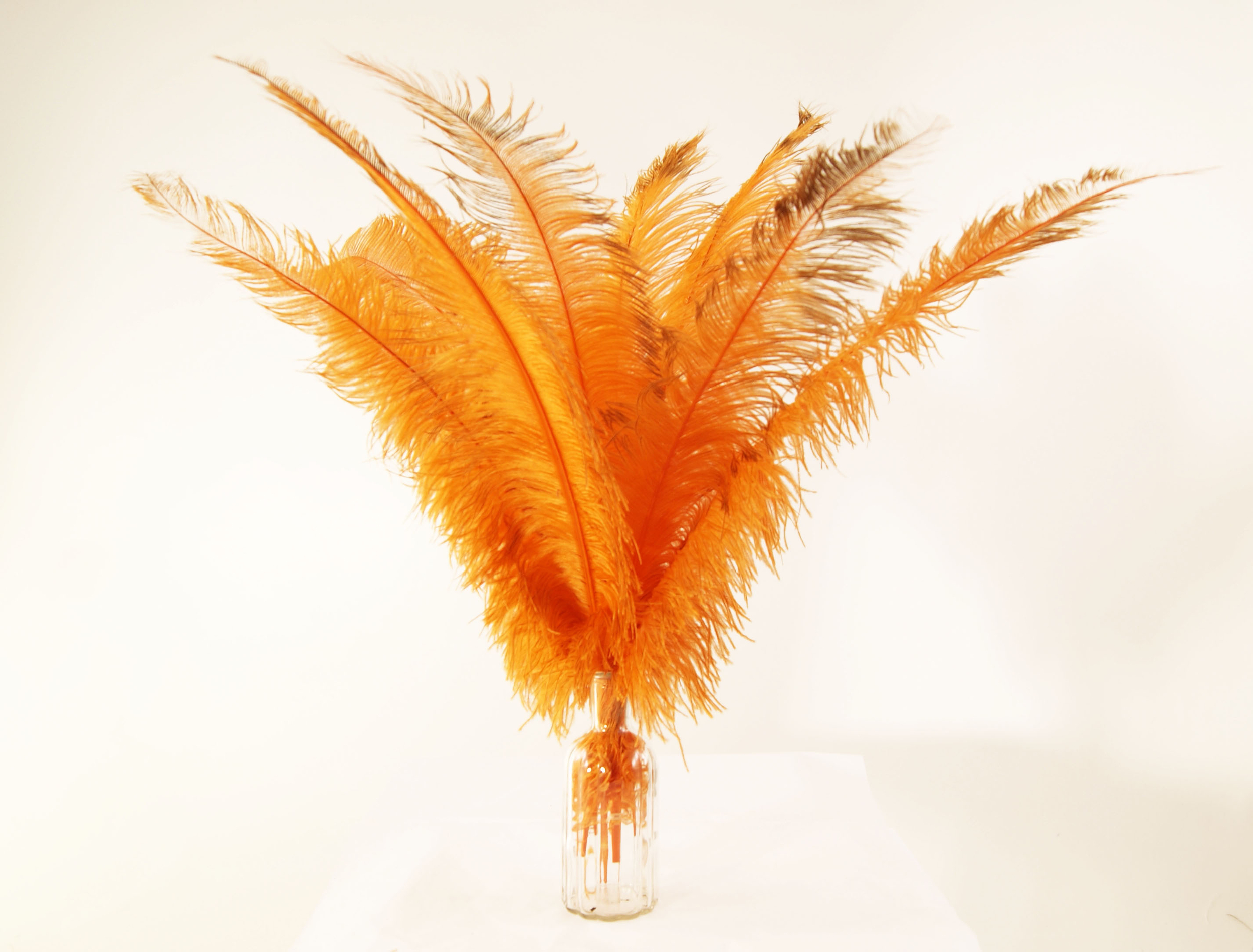 plume autruche spadone grande rigide orange fluo