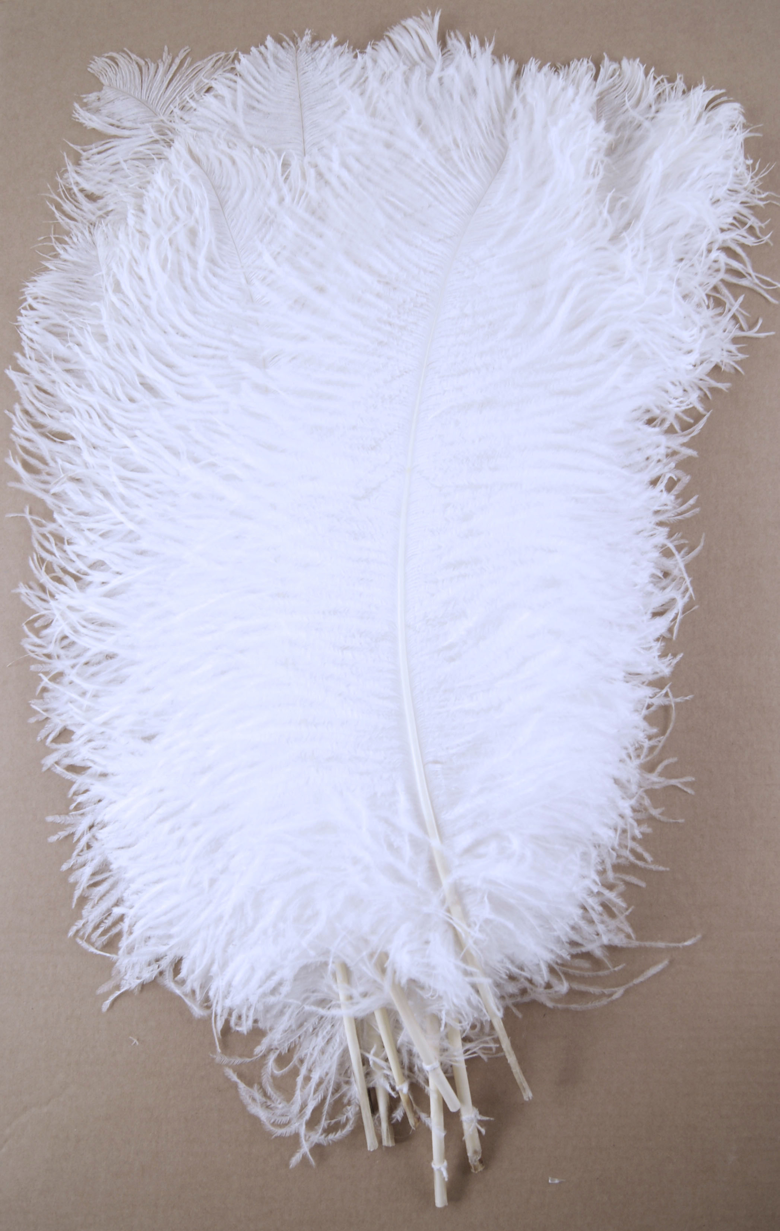 plume autruche grande souple blanc