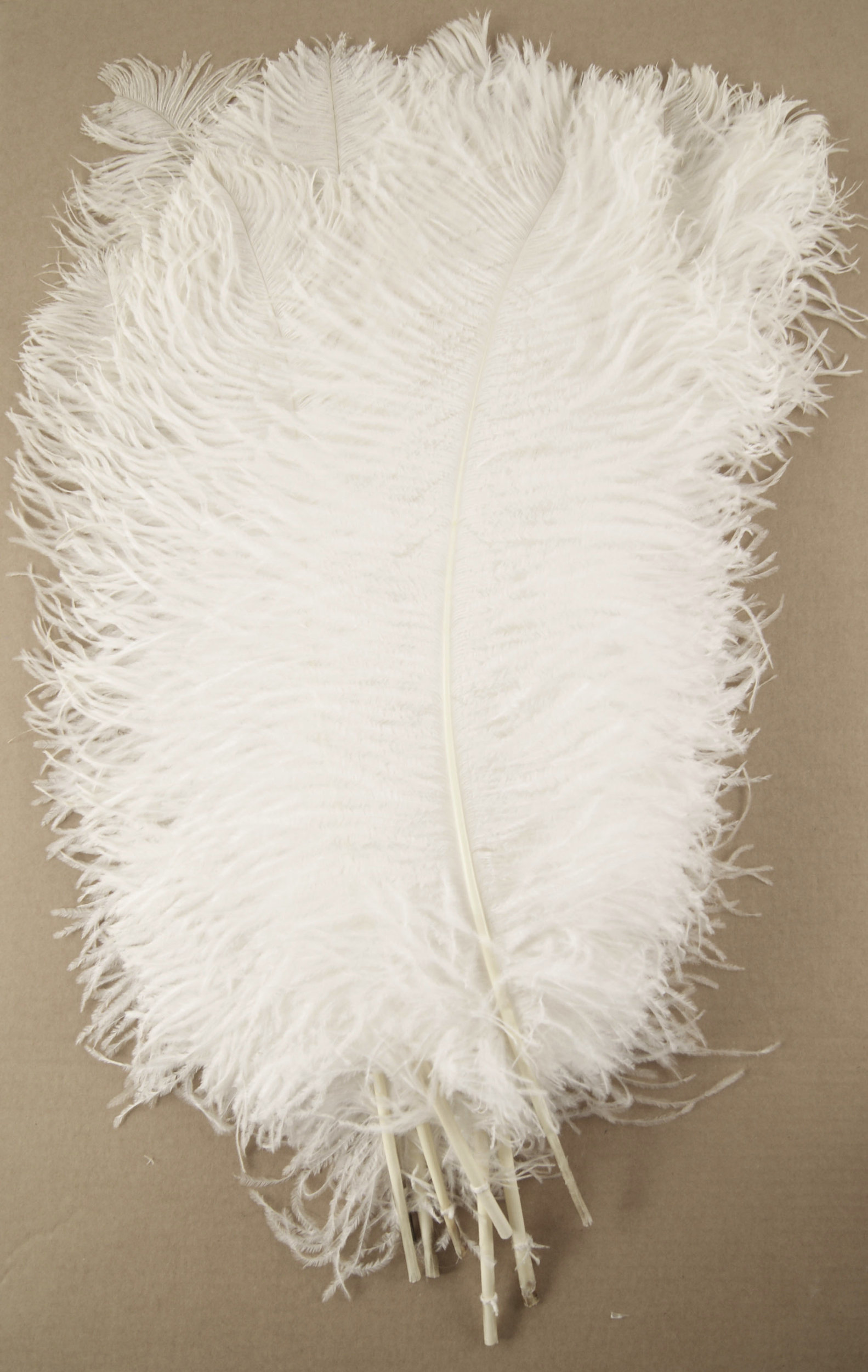 plume autruche grande souple ecru