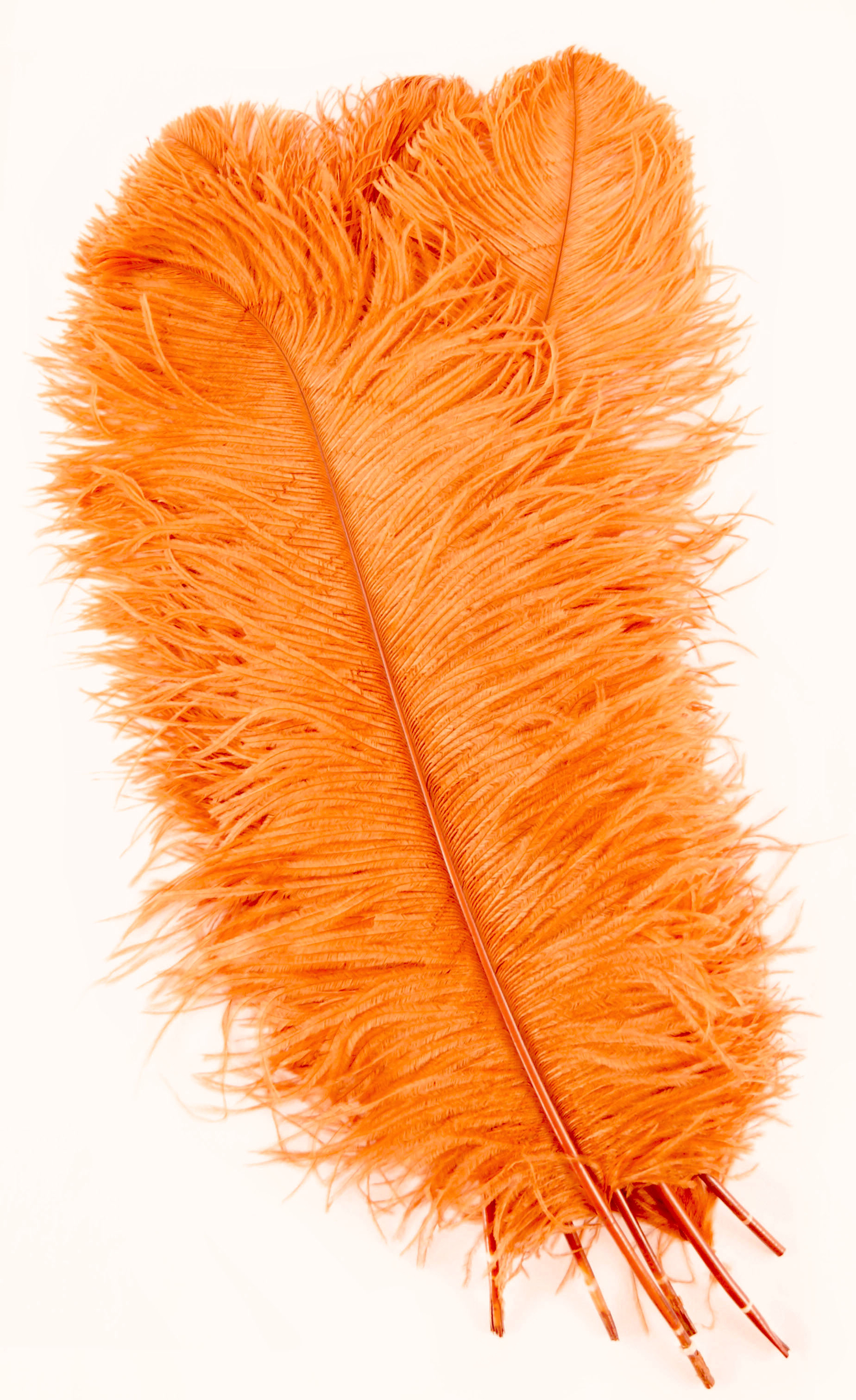 plume autruche grande souple orange
