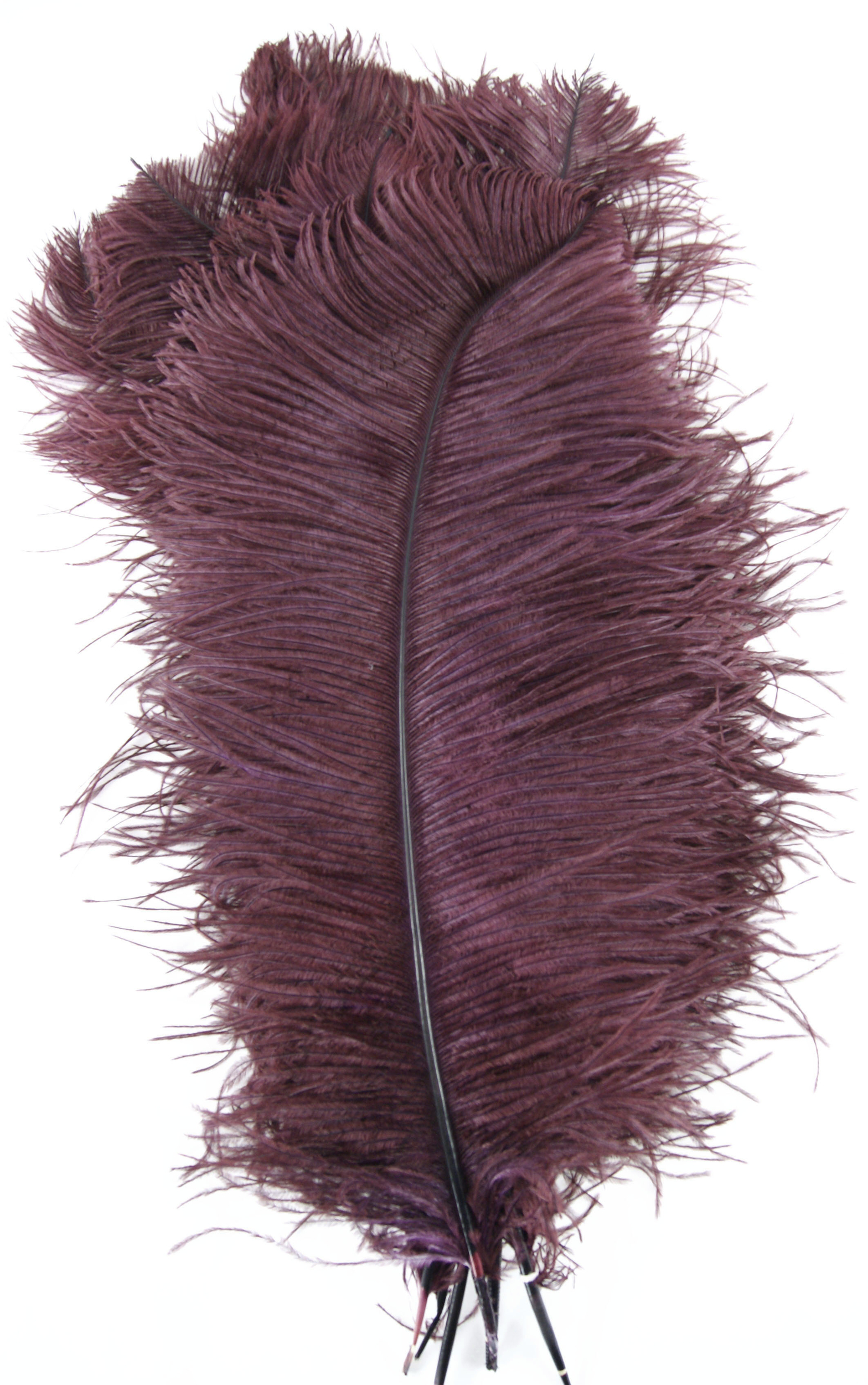 plume autruche grande souple prune