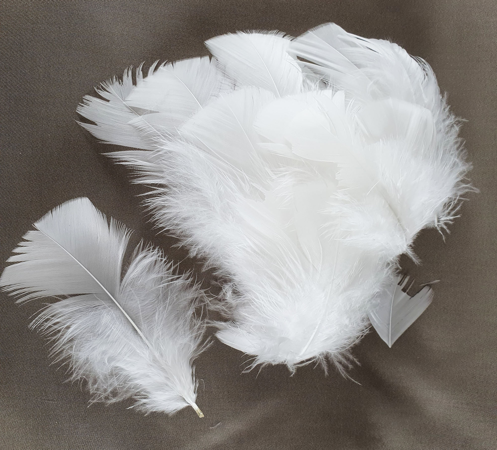 plume de dinde petite coquille duveteuse blanche