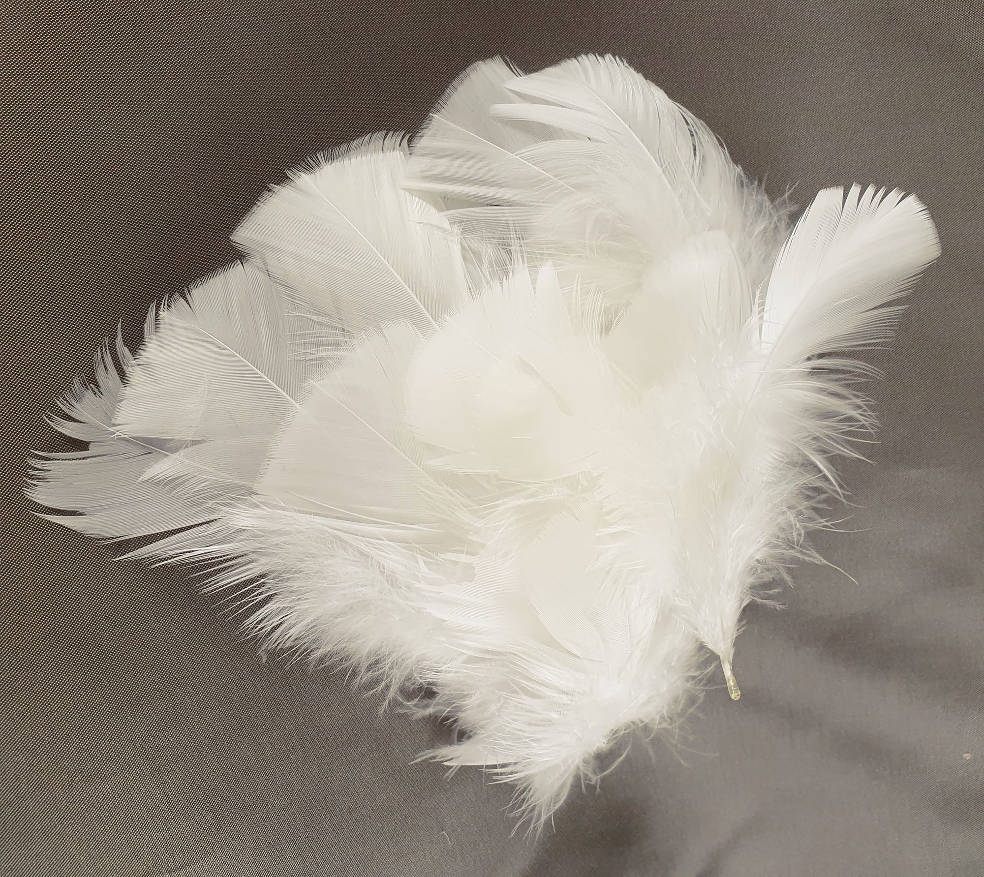 plume de dinde petite coquille duveteuse ecru
