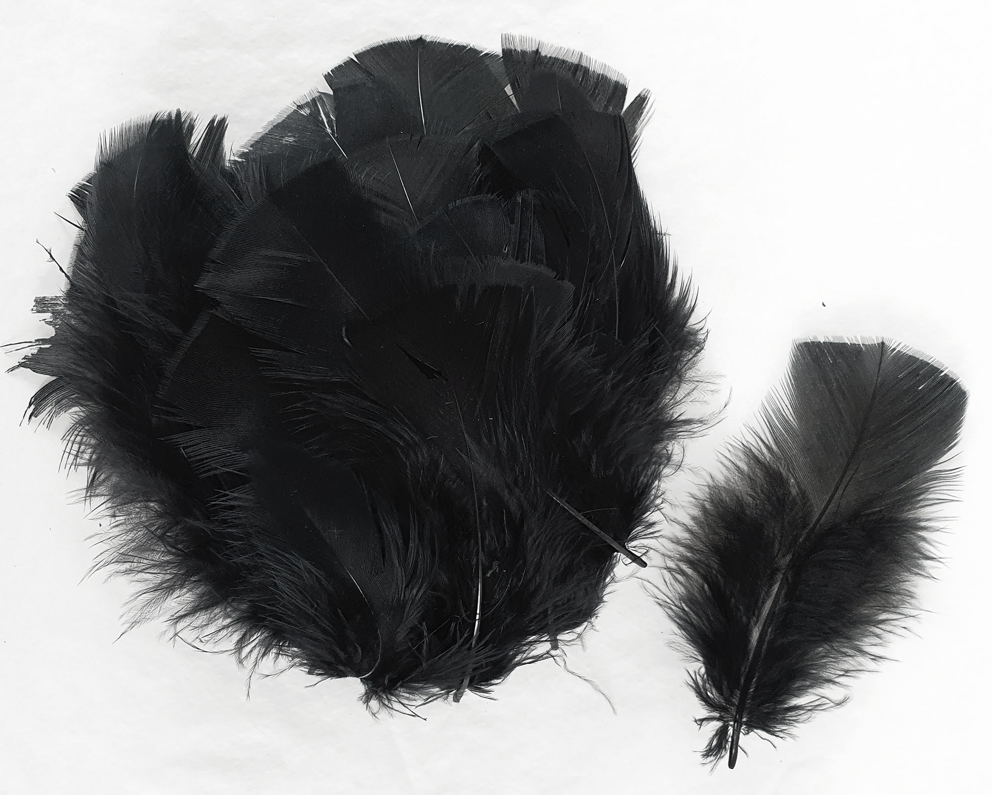 plume de dinde petite coquille duveteuse noir