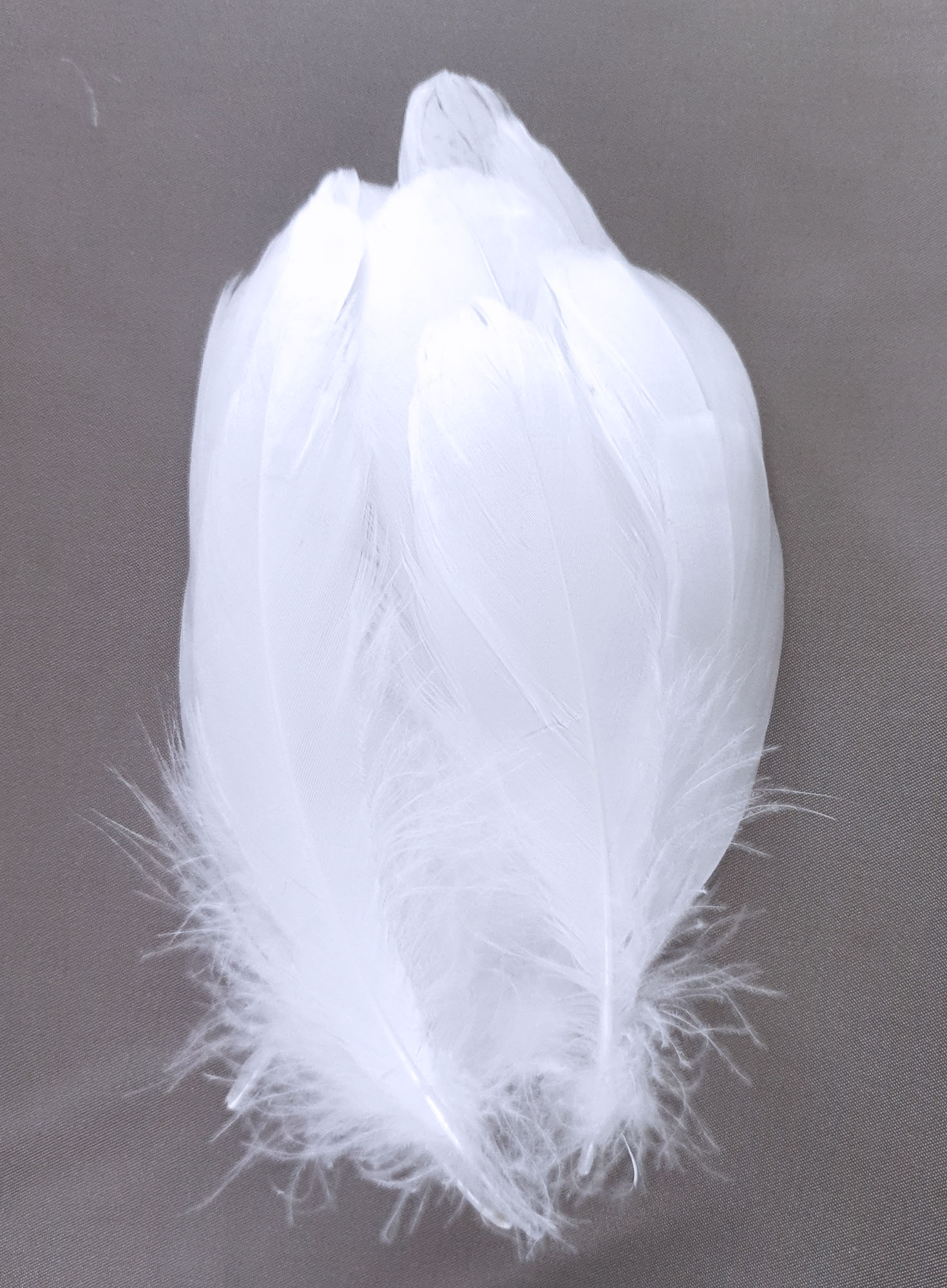 plume palette de dinde petite blanc