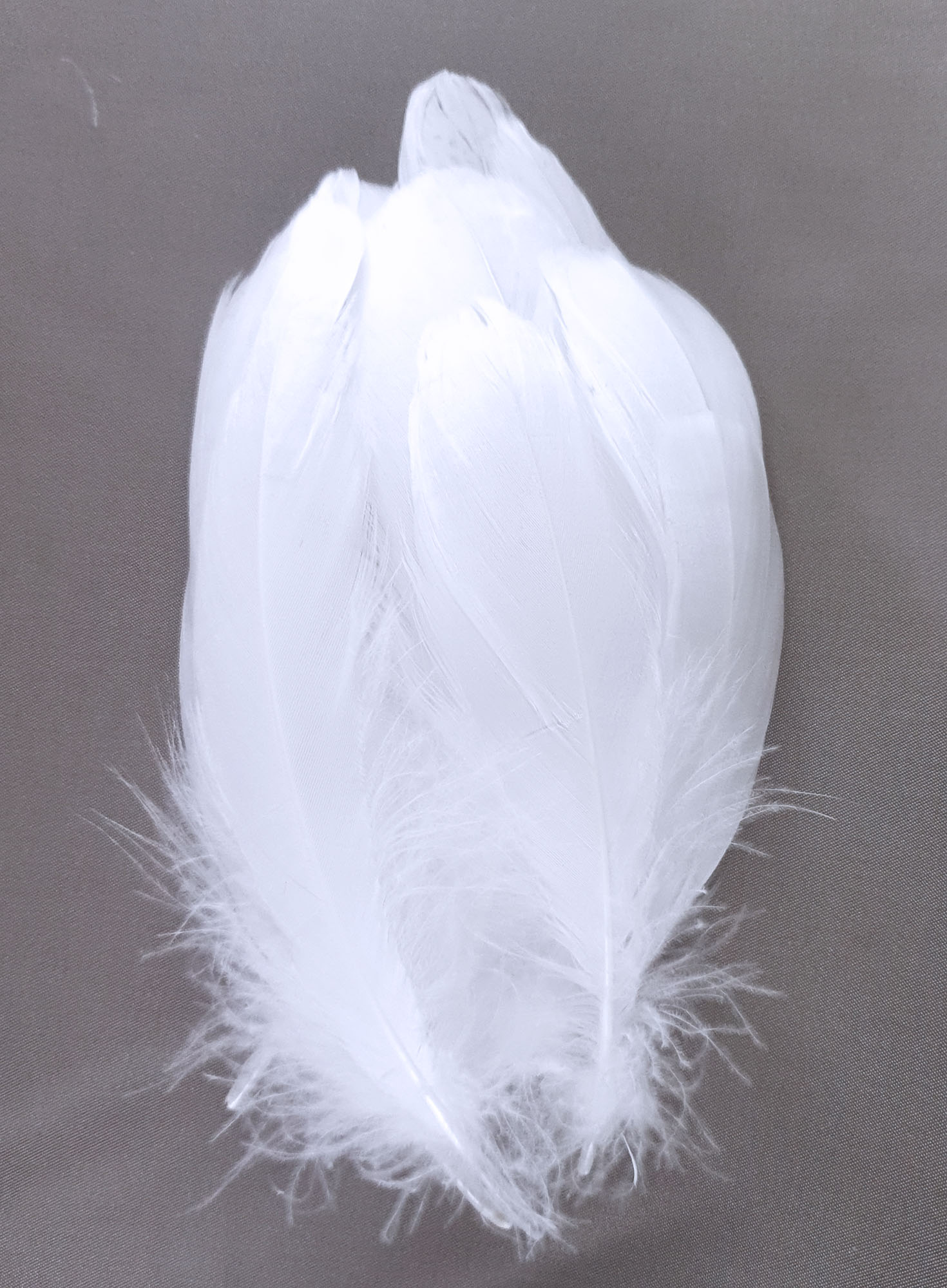 plume nageoire d\'oie - 5 grs - blanc/ivoire