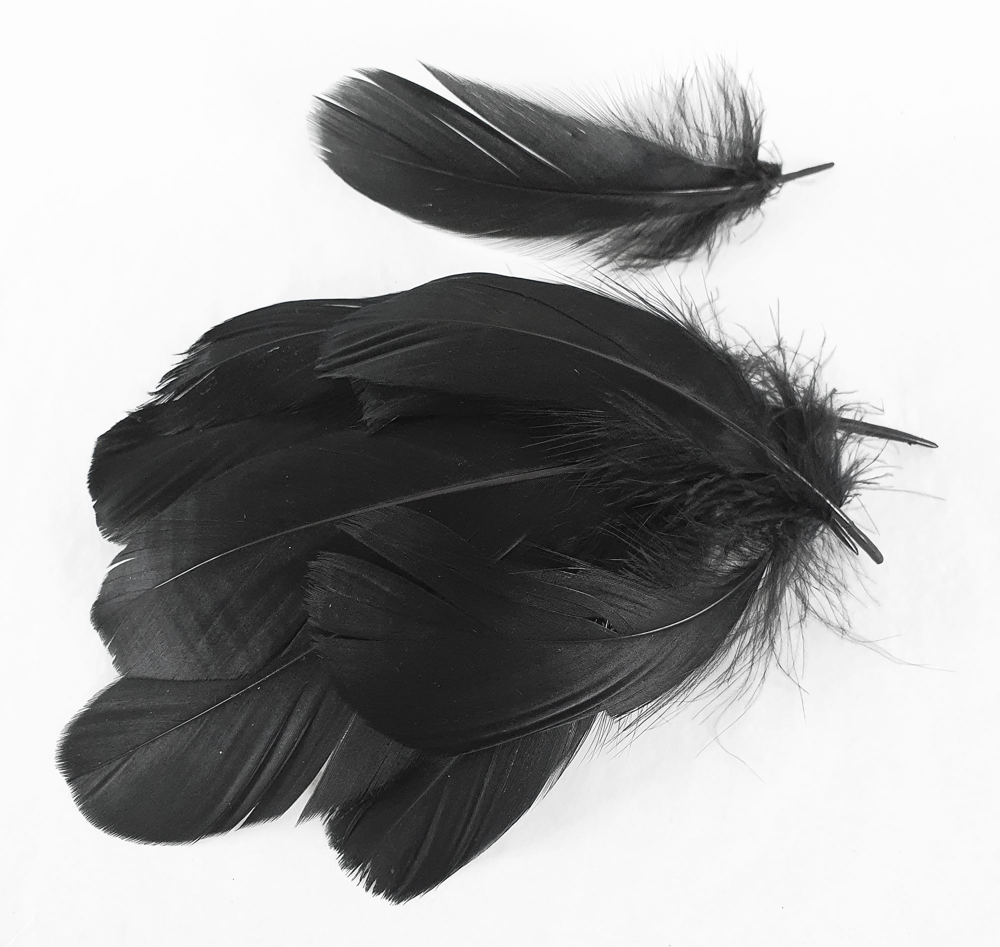 plume palette dinde petite noir