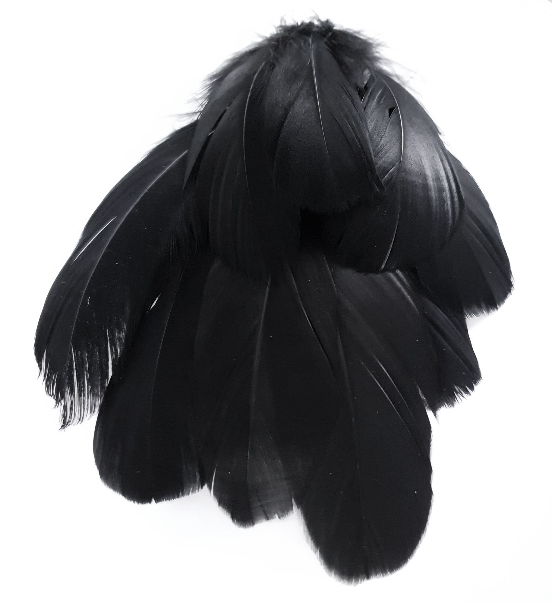 plume palette de dinde petite noir