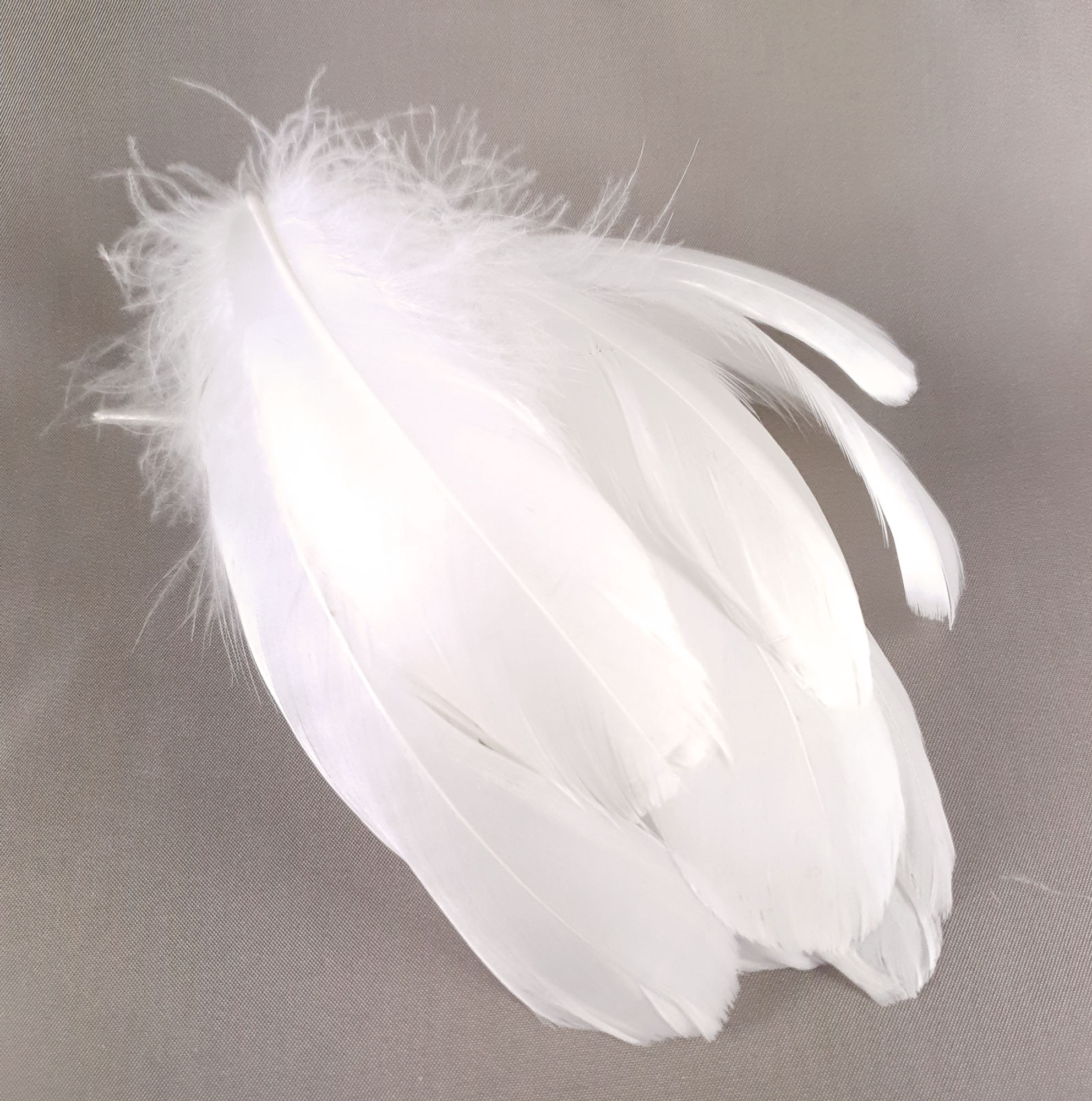 plume palette de dinde petite blanc casser