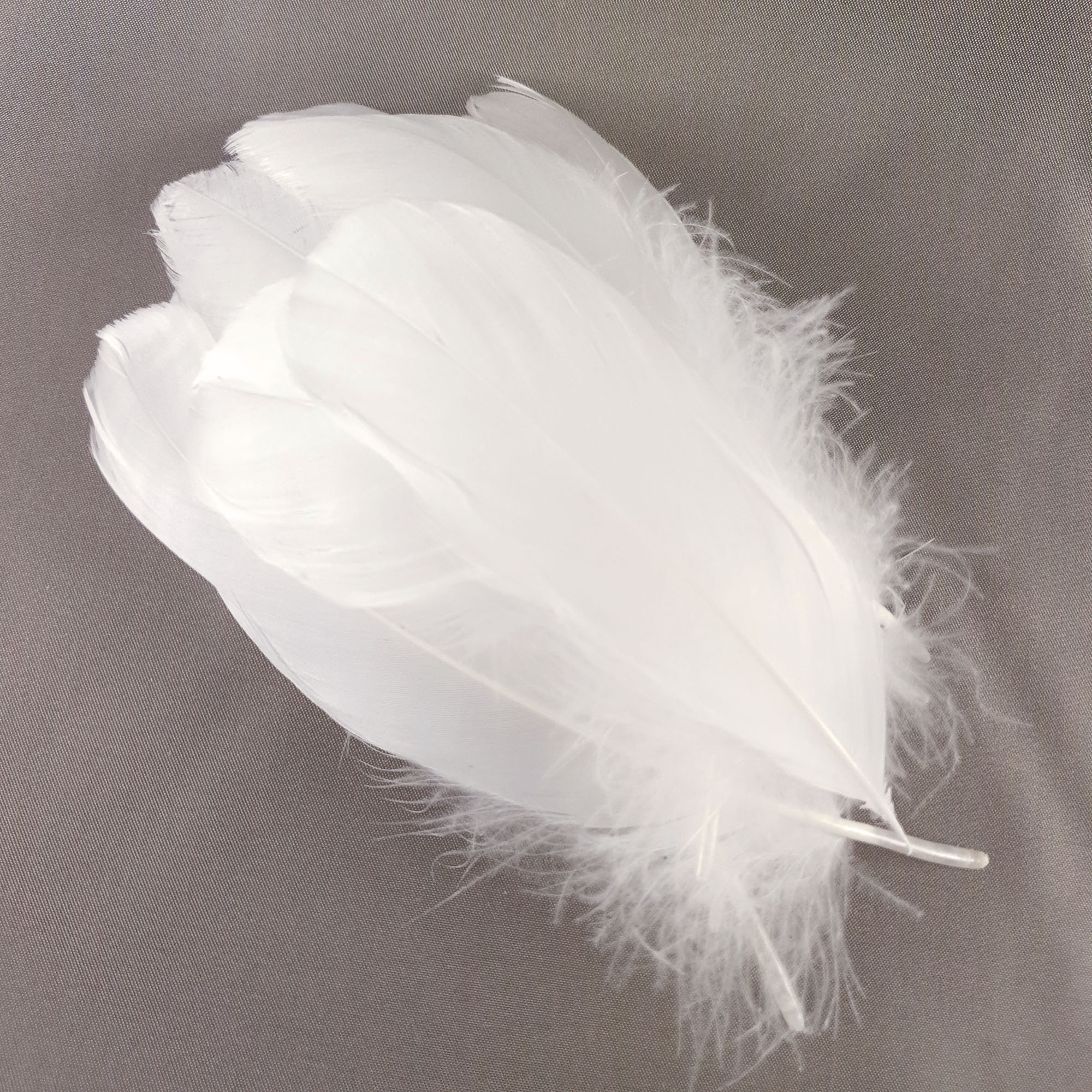 plume palette de dinde petite ivoire
