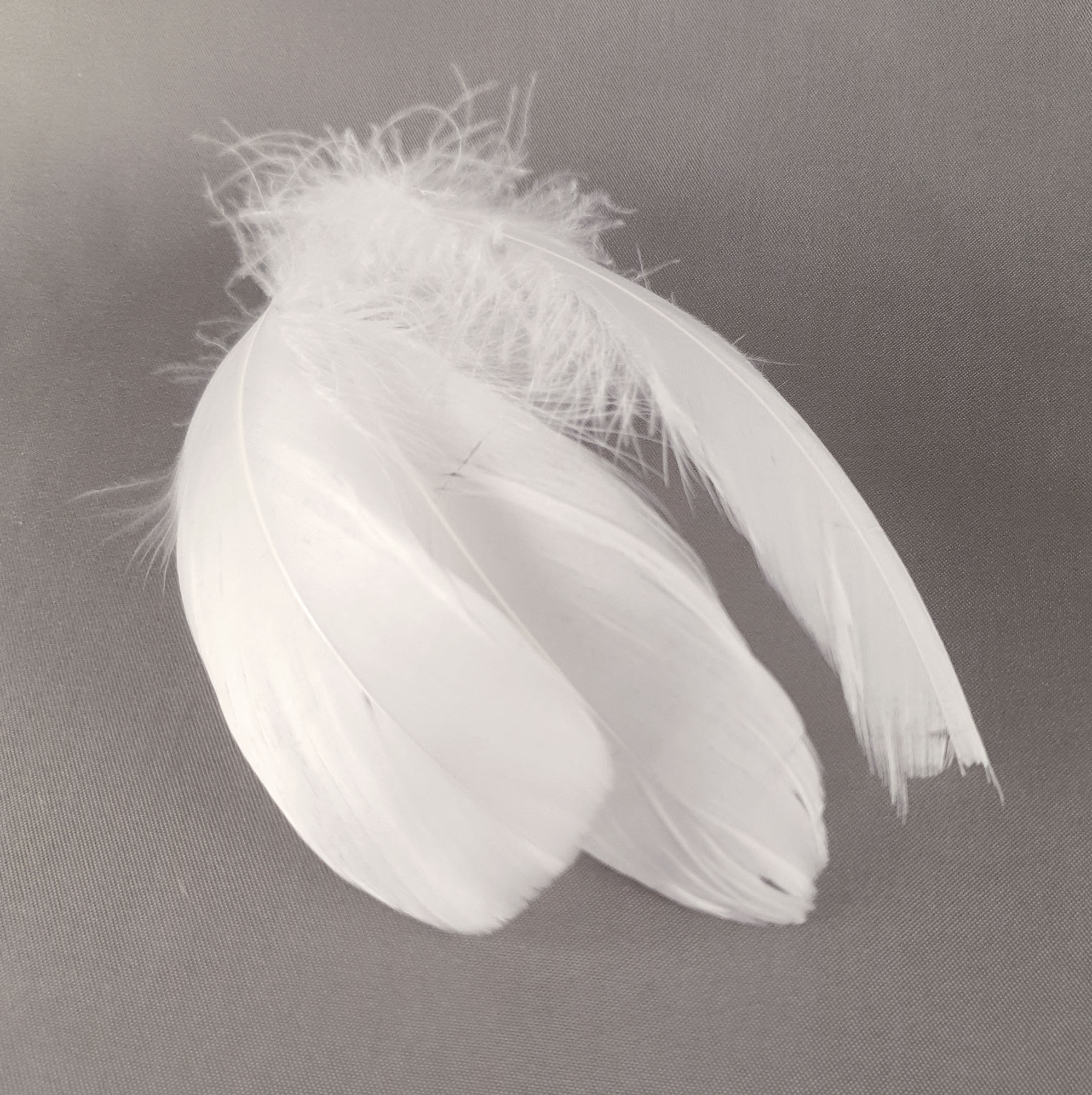 plume palette de dinde petite ecru
