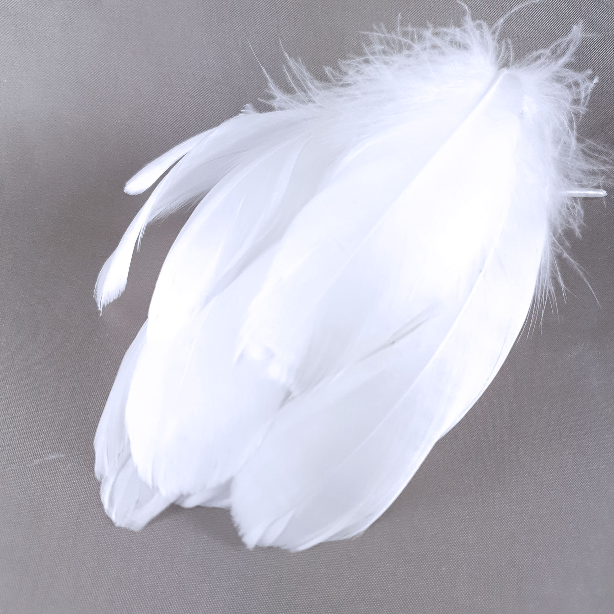 plume blanche