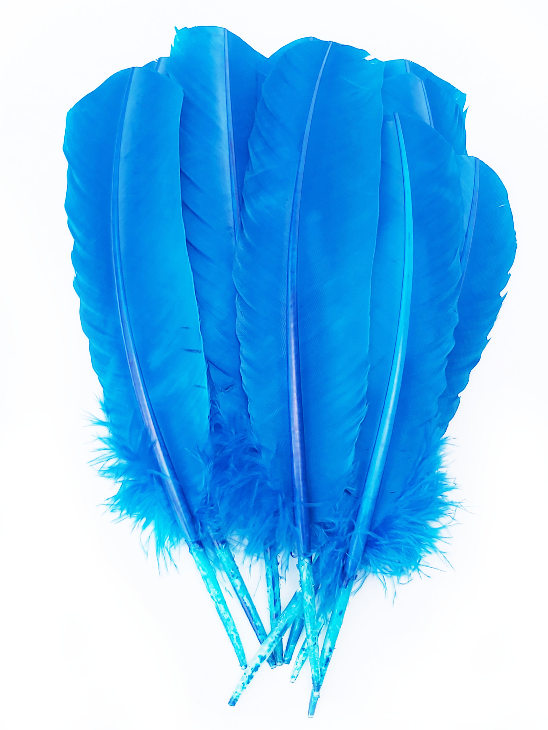 plume grande palette dinde turquoise bleu