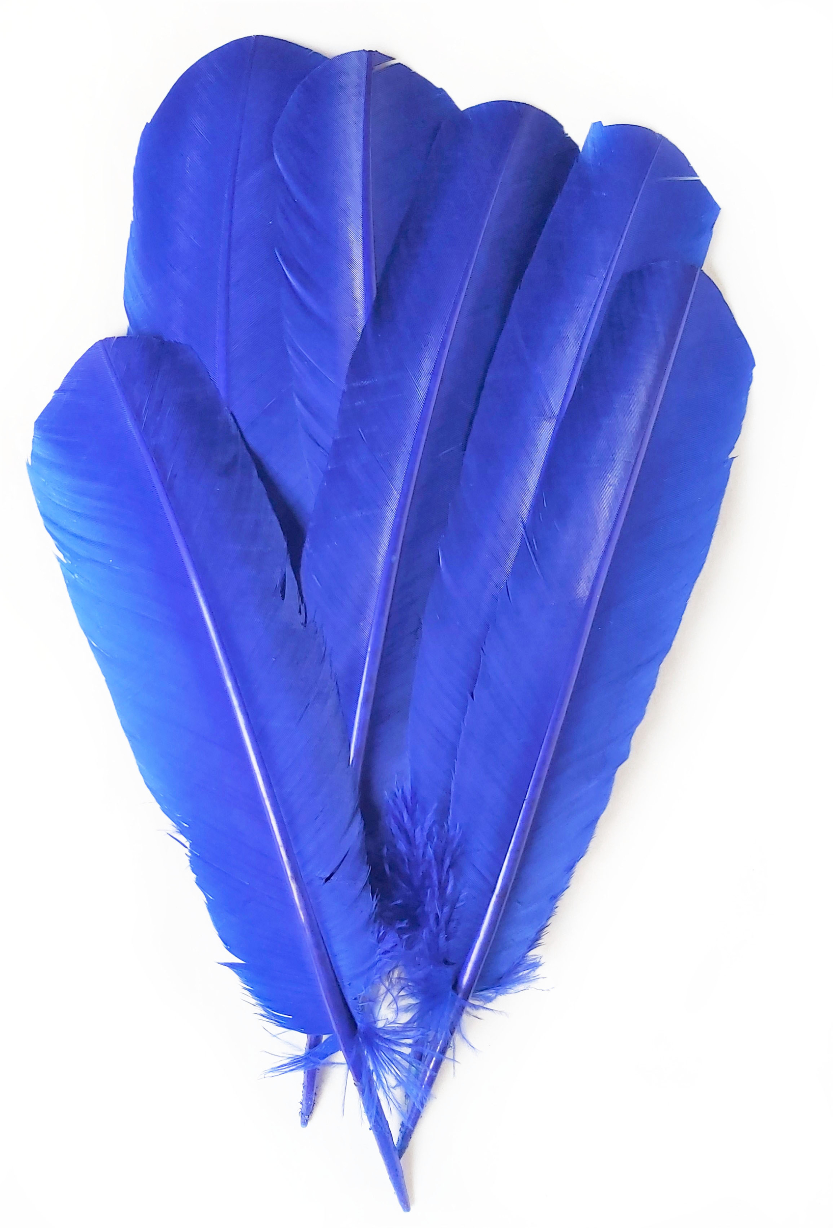plume palette de dinde - 5 pcs - teintes bleu