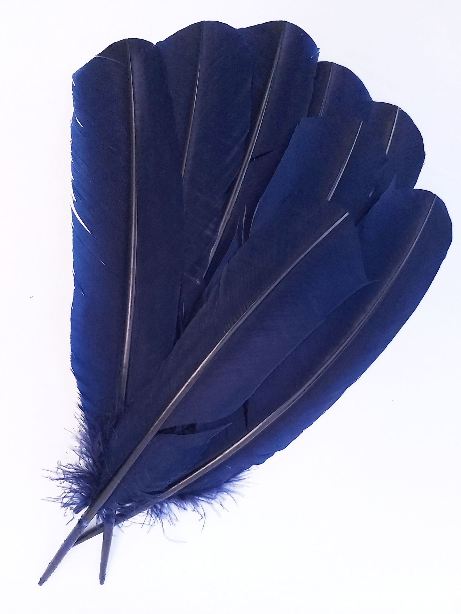 plume grande palette dinde bleu marine de qualite