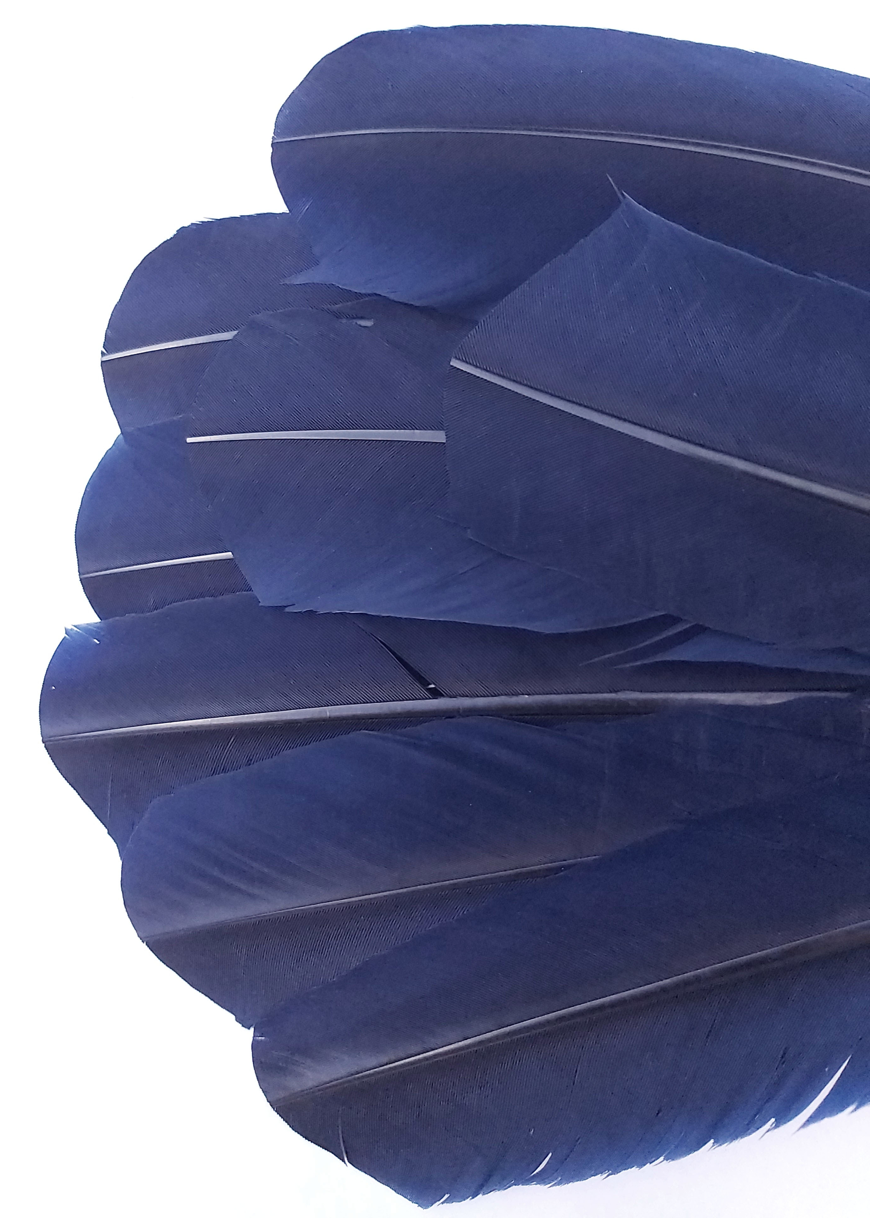 plume grande palette dinde bleu marine