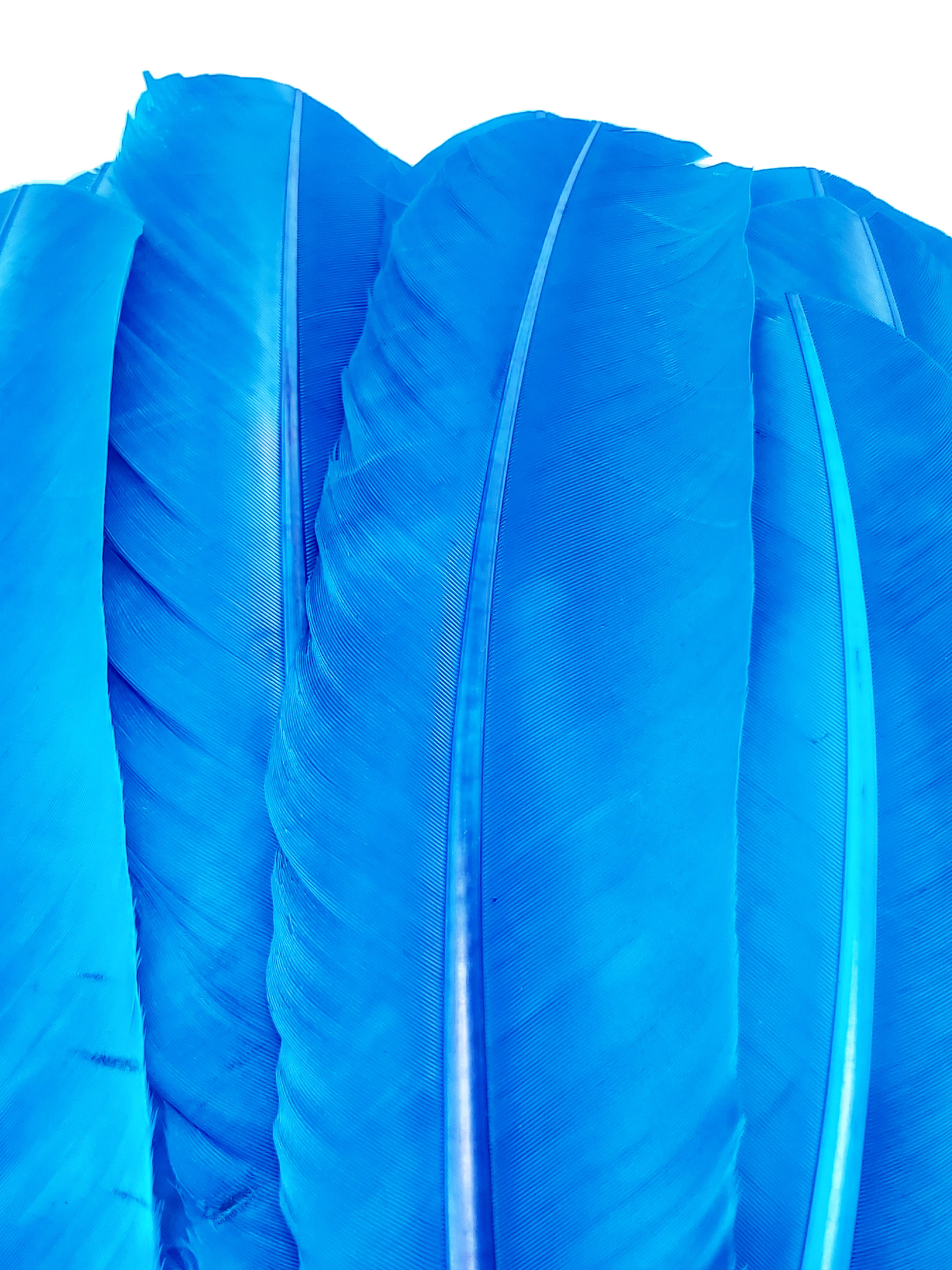 plume grande palette dinde bleu turquoise