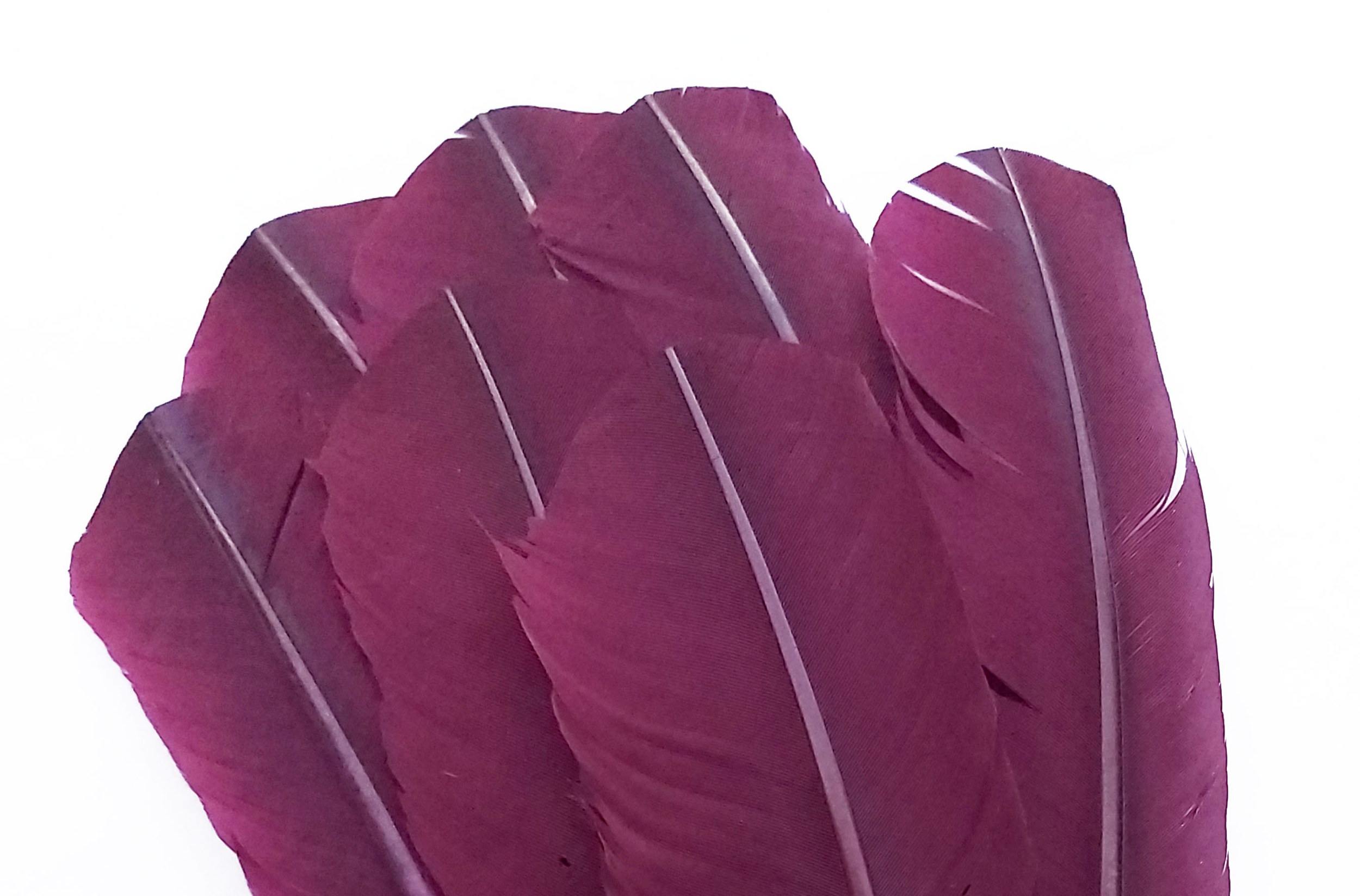 plume grande palette dinde prune
