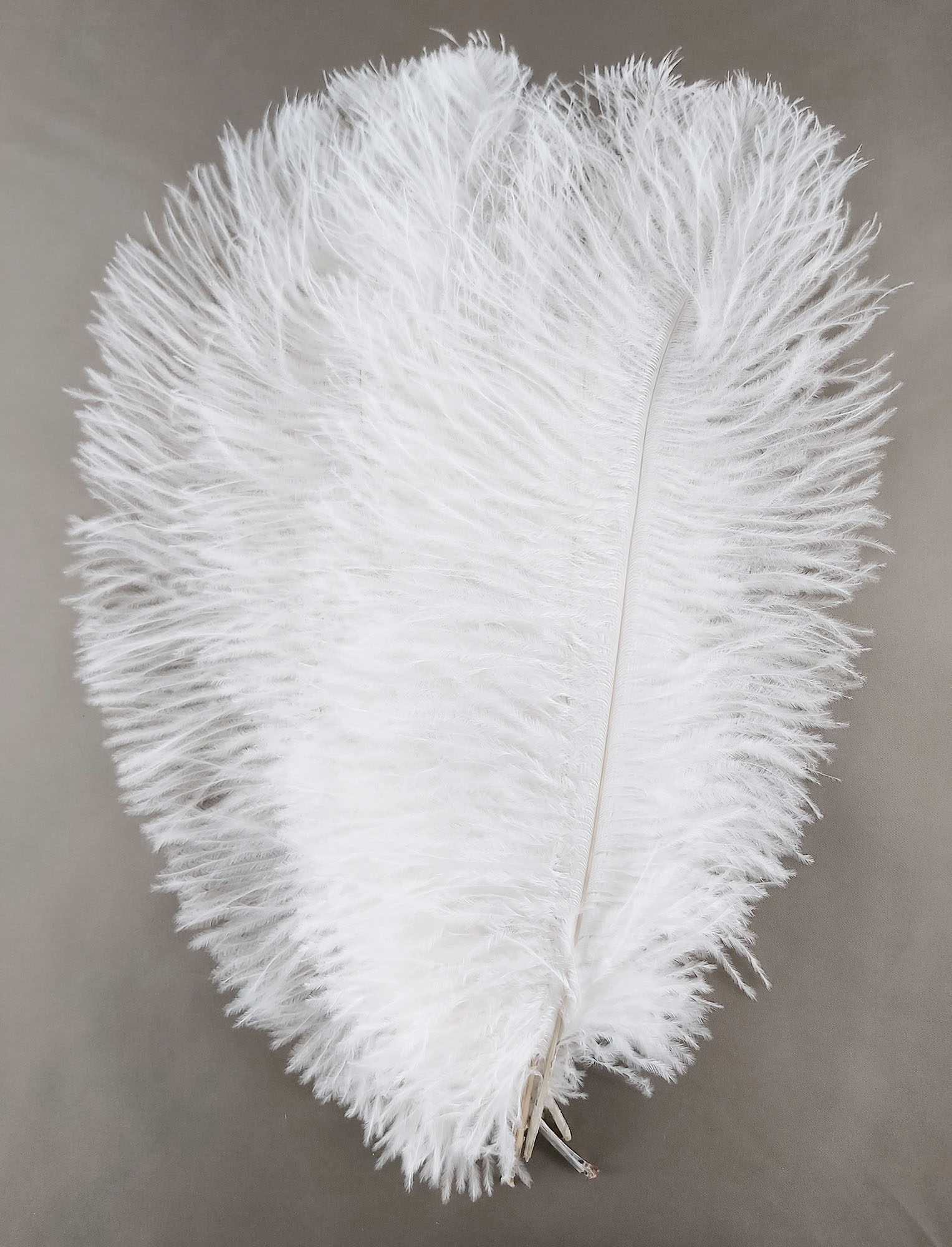 plume autruche souple blanc belle