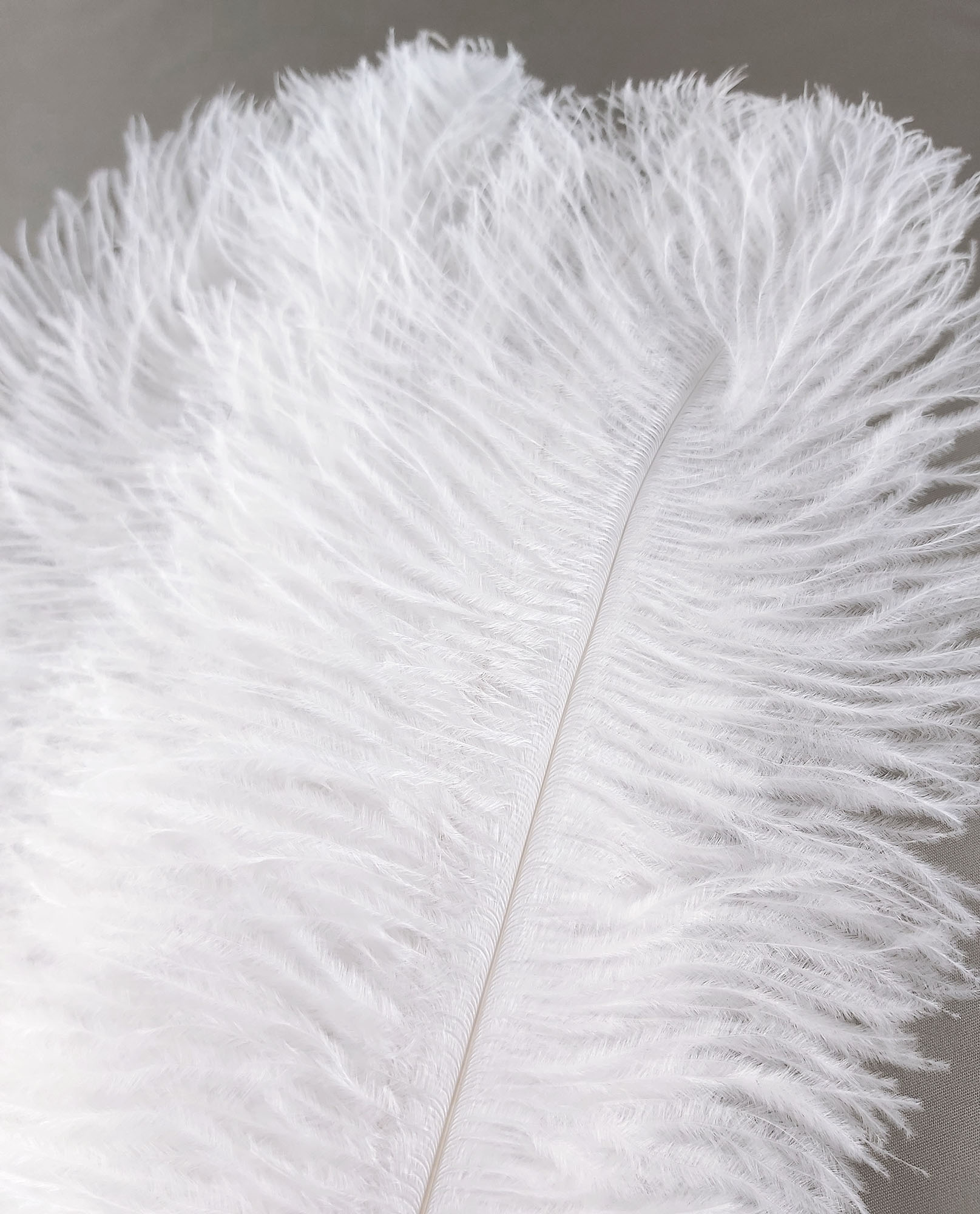 plume autruche souple blanc de qualite